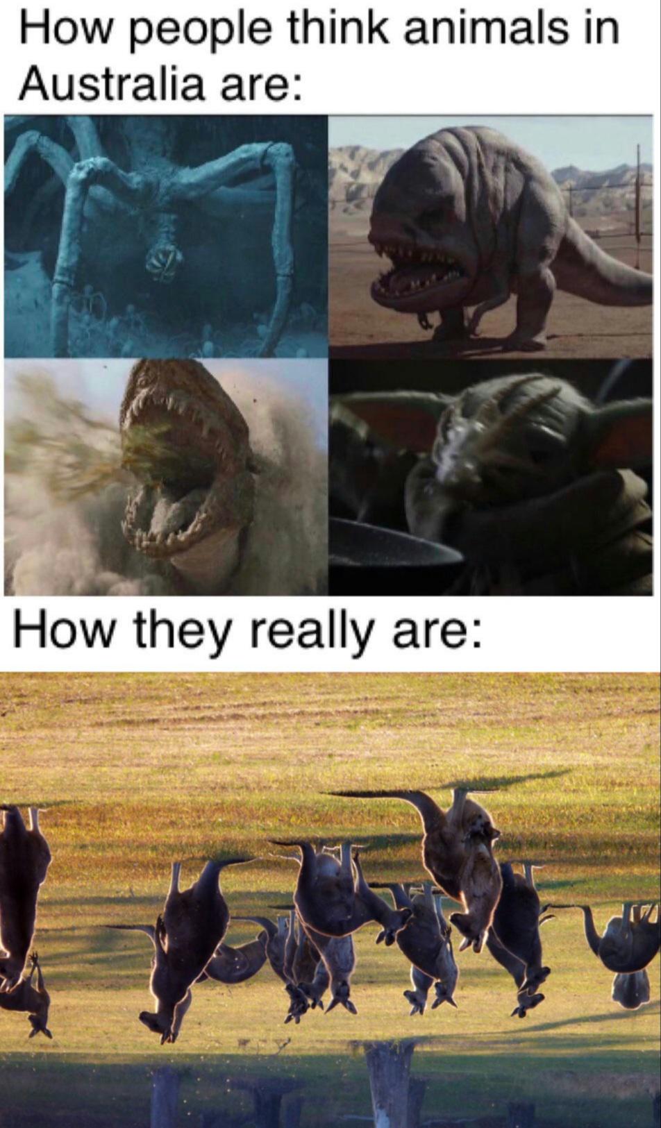 how animals in Australia actually are r/memes