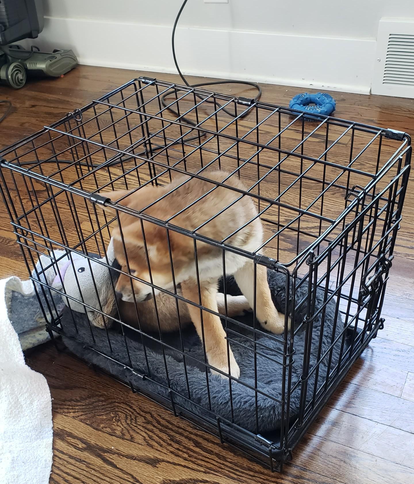 Crate training my 11 week old Shiba, Peco. Is the crate that was to me too small
