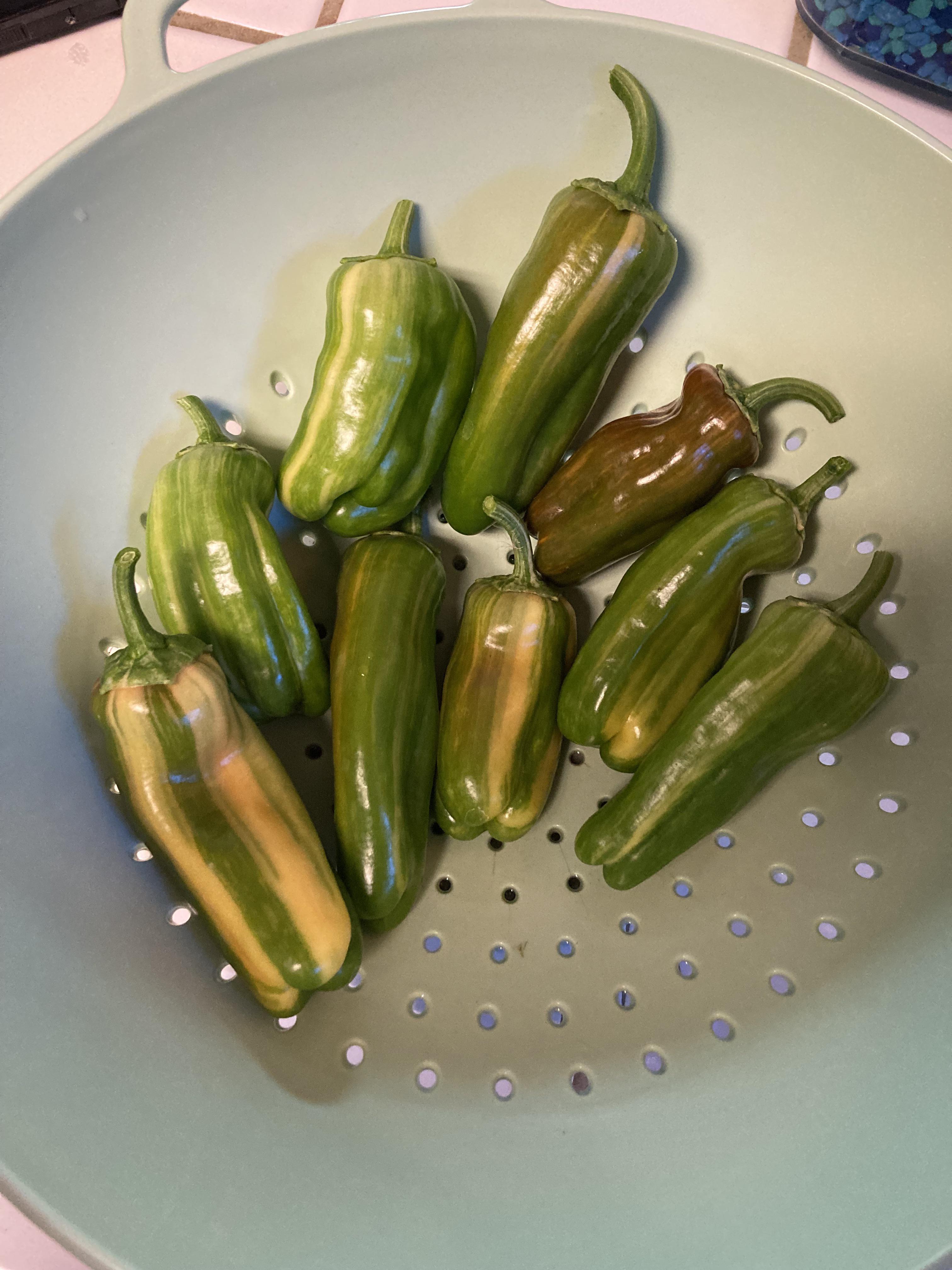 Harvested some candy cane peppers r/gardening