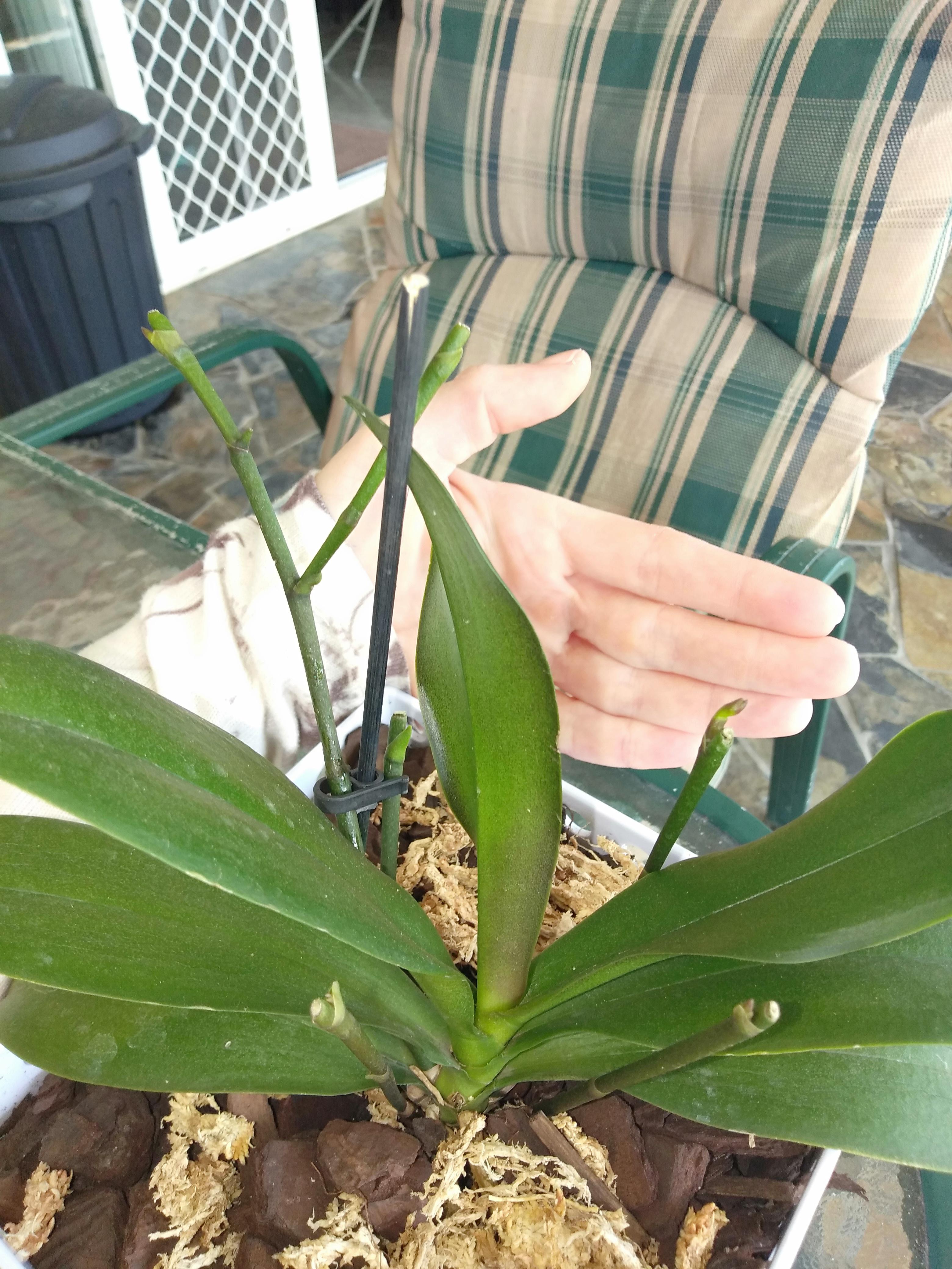 Super proud of my orchid spiking new flower branches from old spikes
