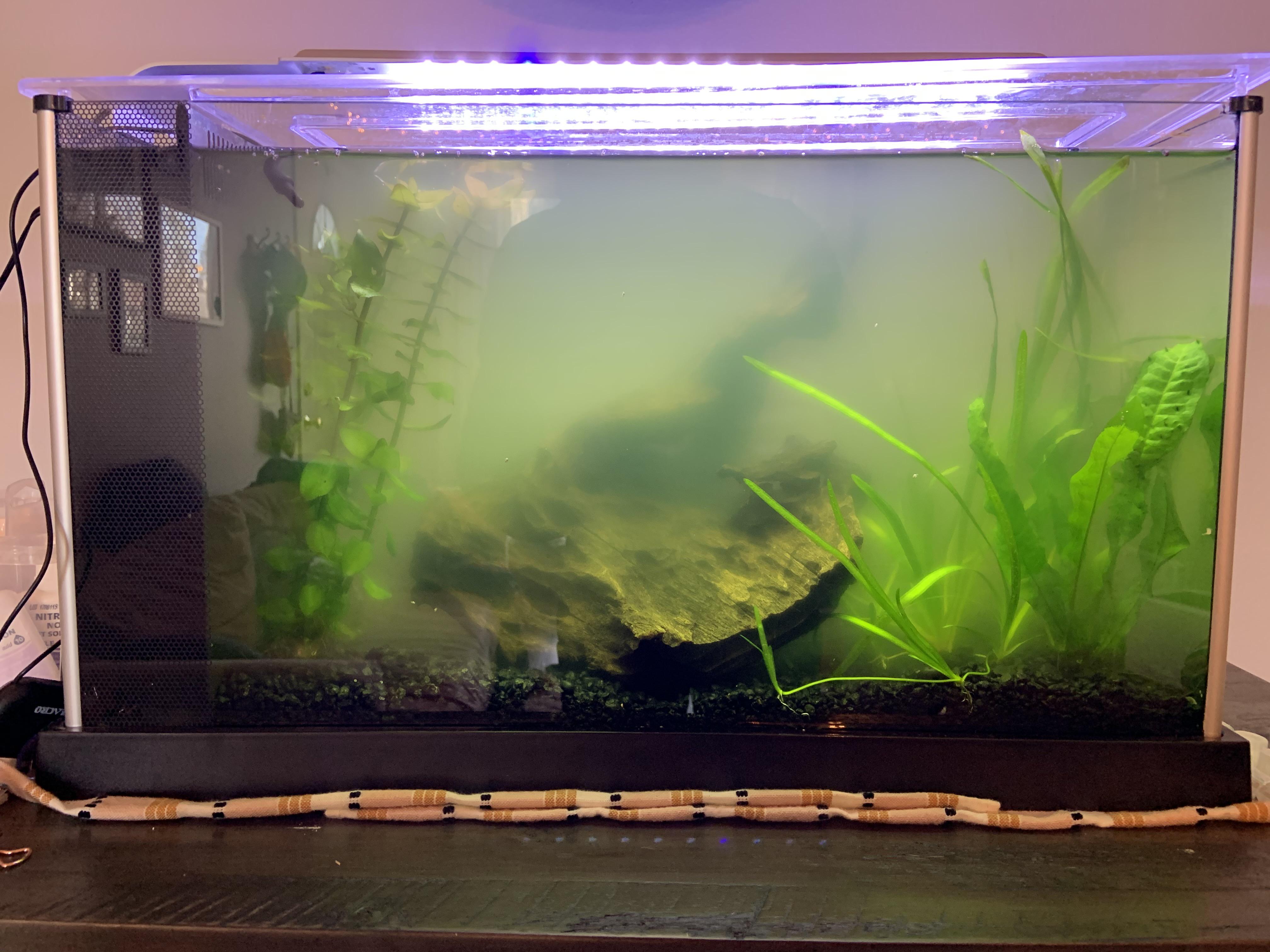 Will tannins ever stop leaching out of this Malaysian Driftwood and