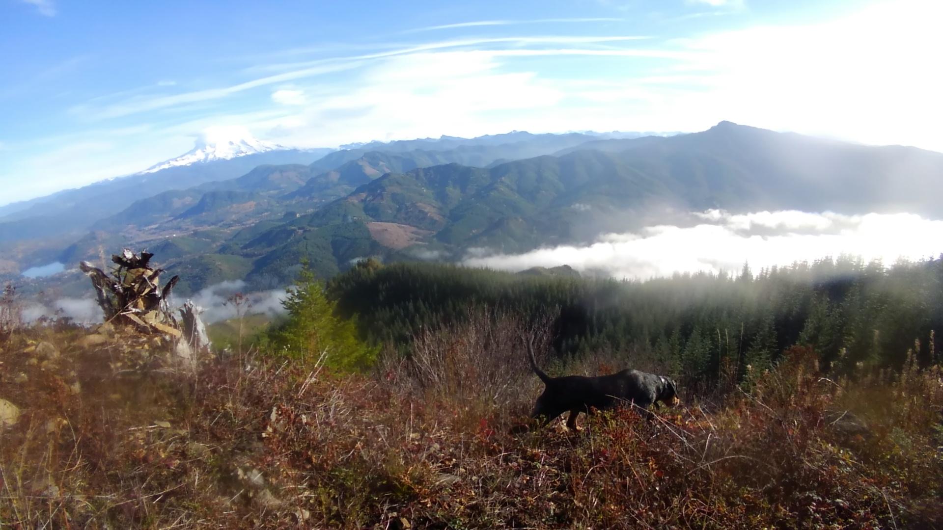 Rainier from Gifford Pinchot National Forest.(bonus dog in view) r/hiking