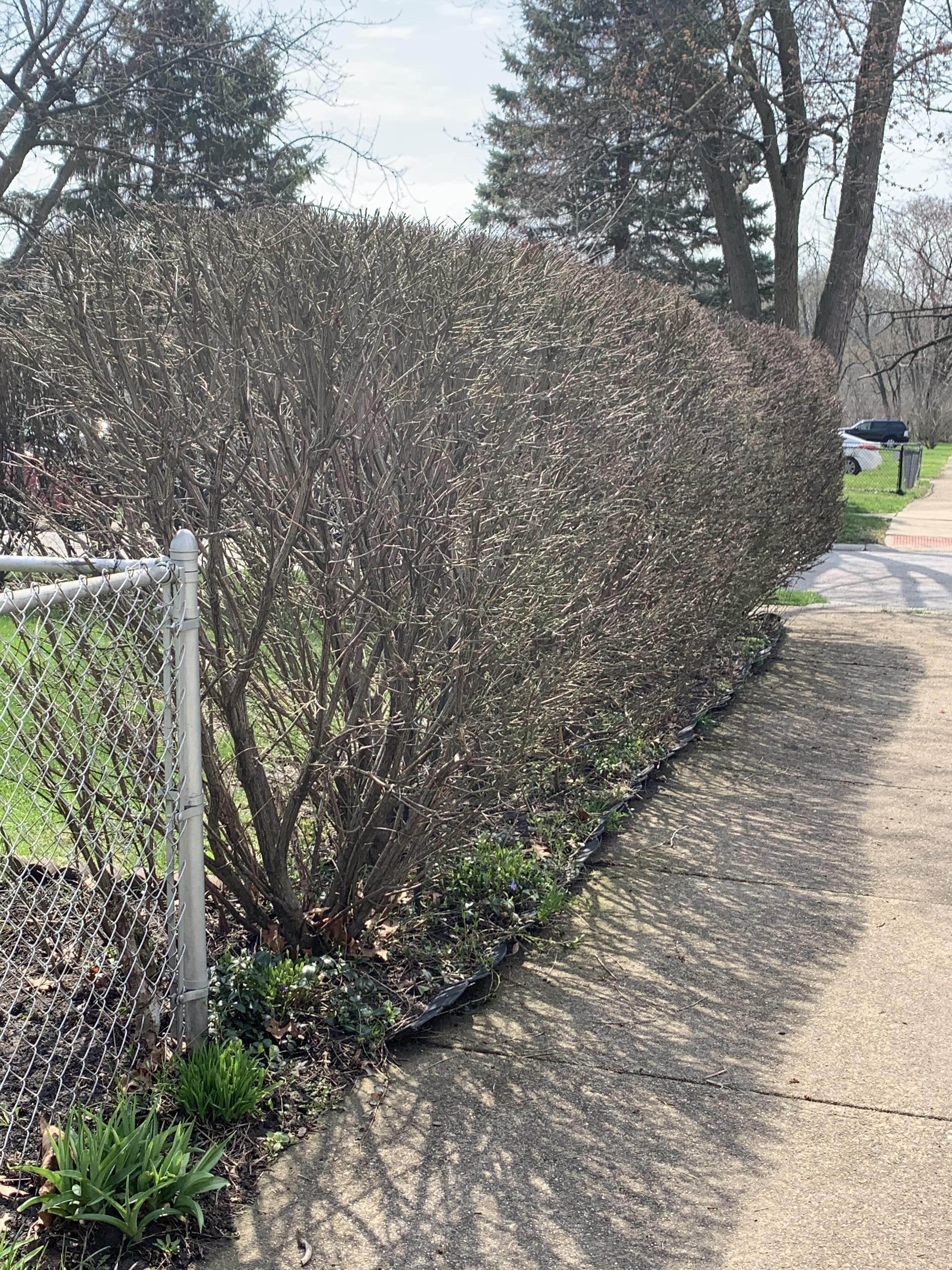 My wife wants to add these kind of bushes around our backyard as a