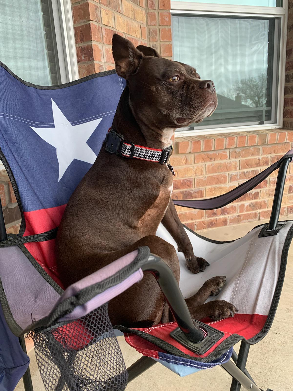 The most TX dog ever? r/texas
