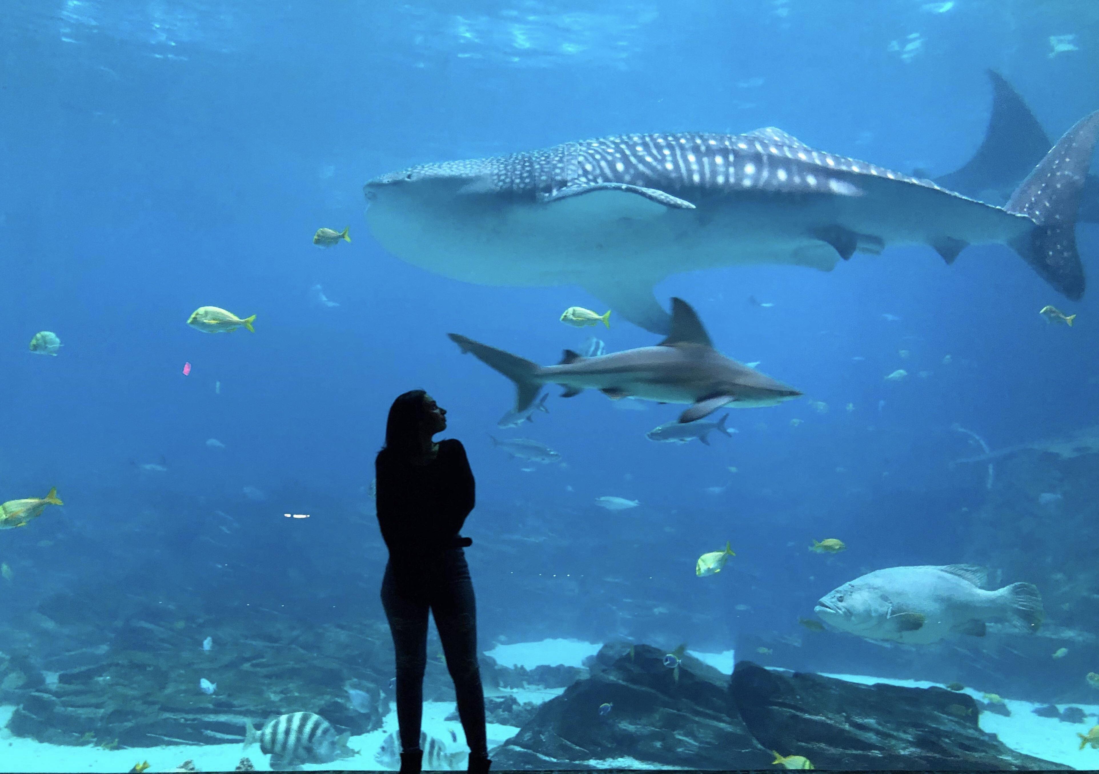I’m currently waiting to swim with the whale sharks at the Atlanta
