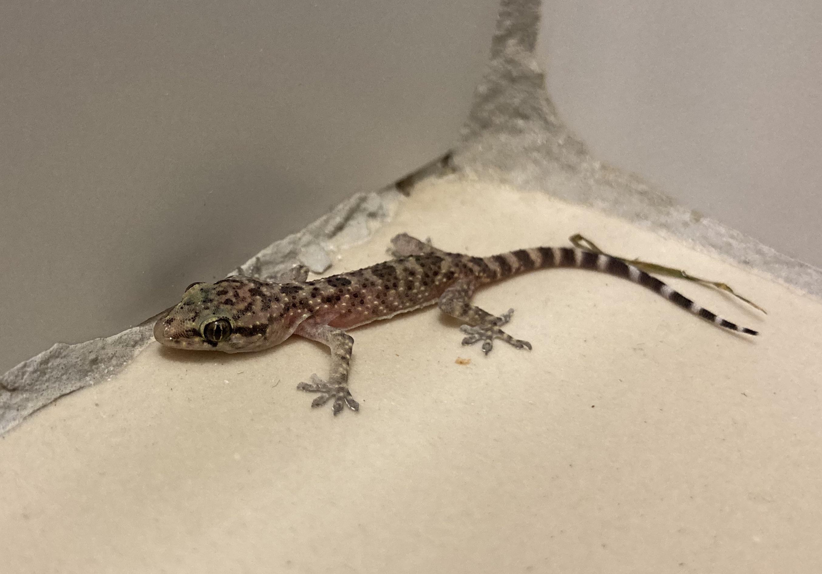 Mediterranean house gecko (Hemidactylus turcicus) found on island cres