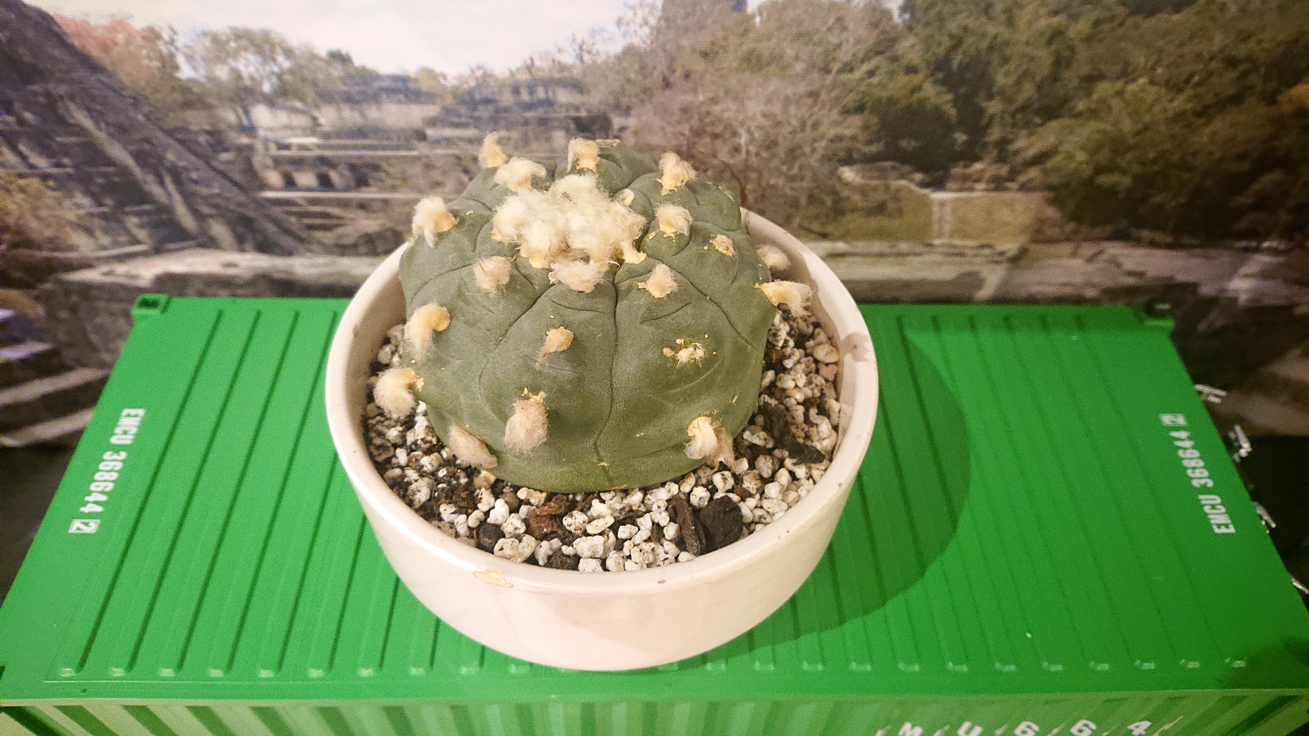 Decided to degraft my largest specimen. r/peyote