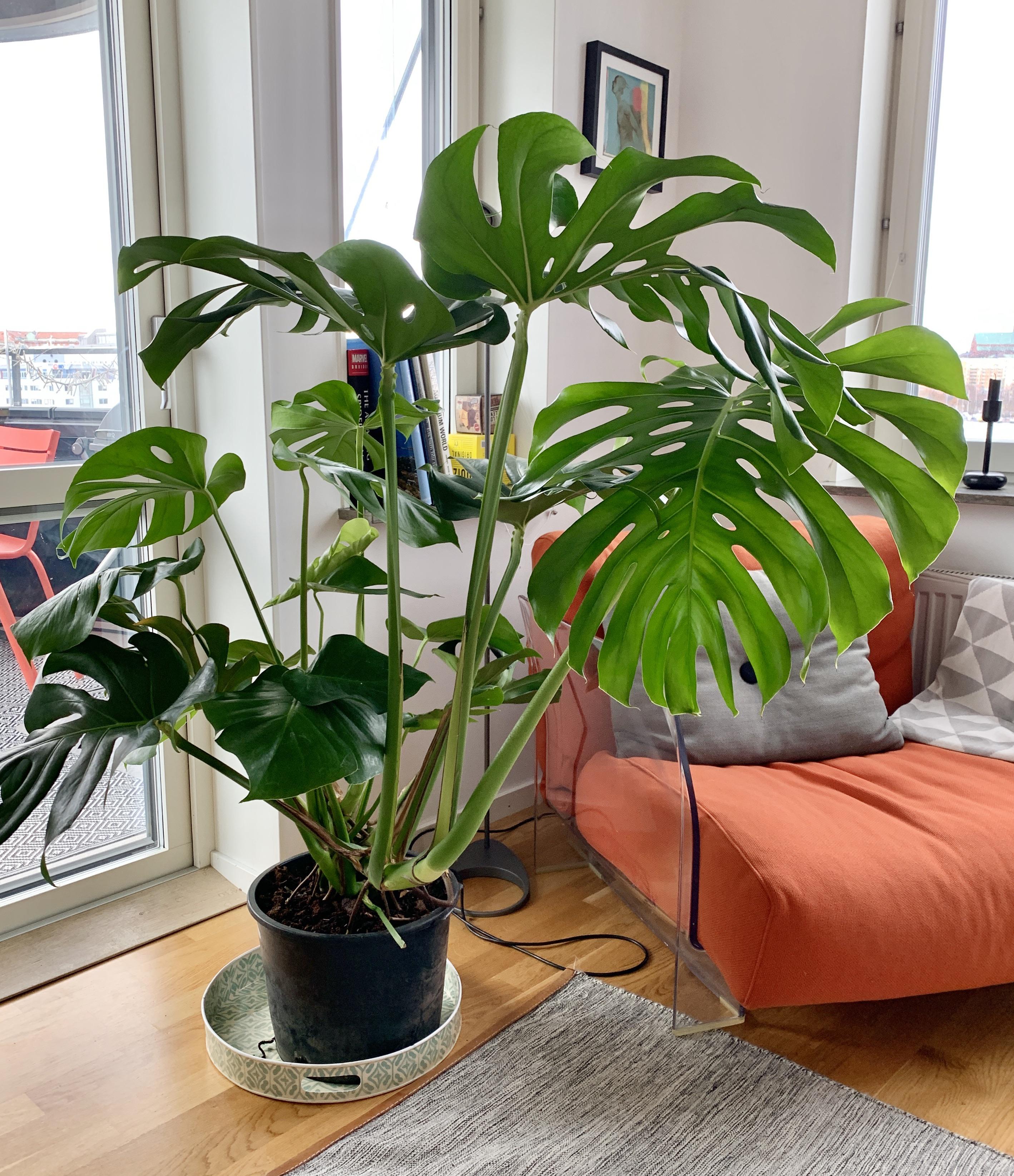 Got this monster Monstera a few days ago. Any tips / ideas on how to