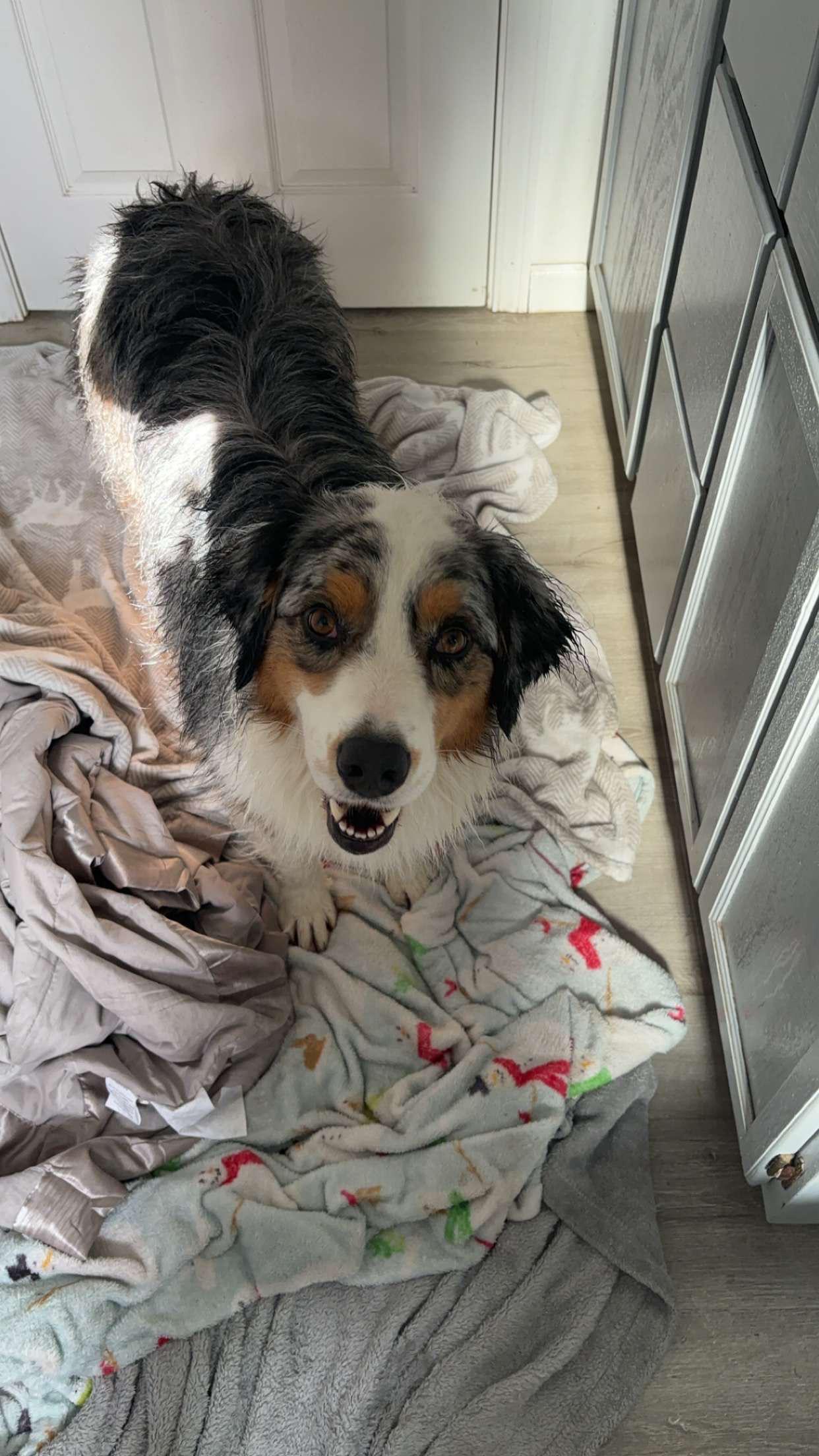 Dog grooming r/Eugene