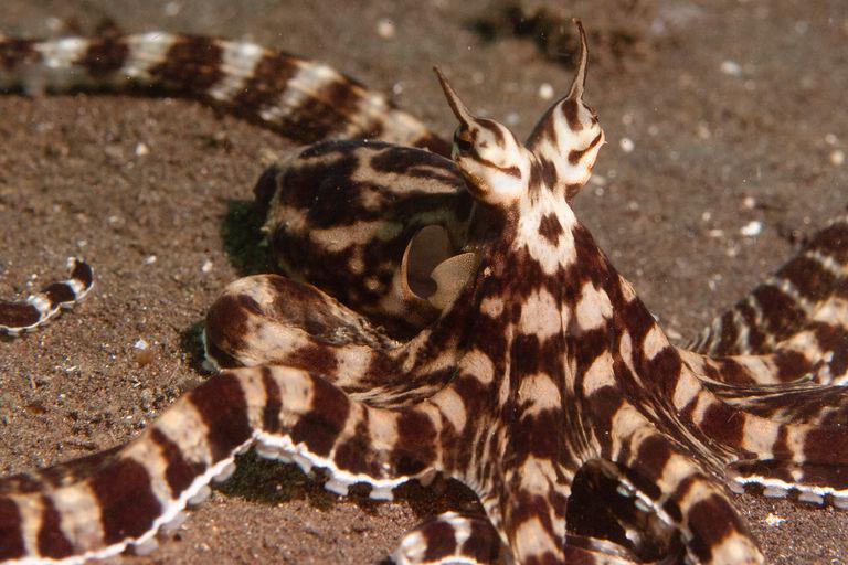 The Mimic Octopus can not only change colors, but will mimic the shapes