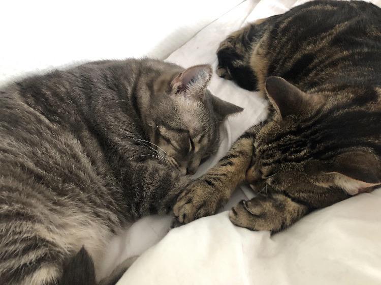 Sometimes.. their cuteness take my breath away💚😭😍 r/cats