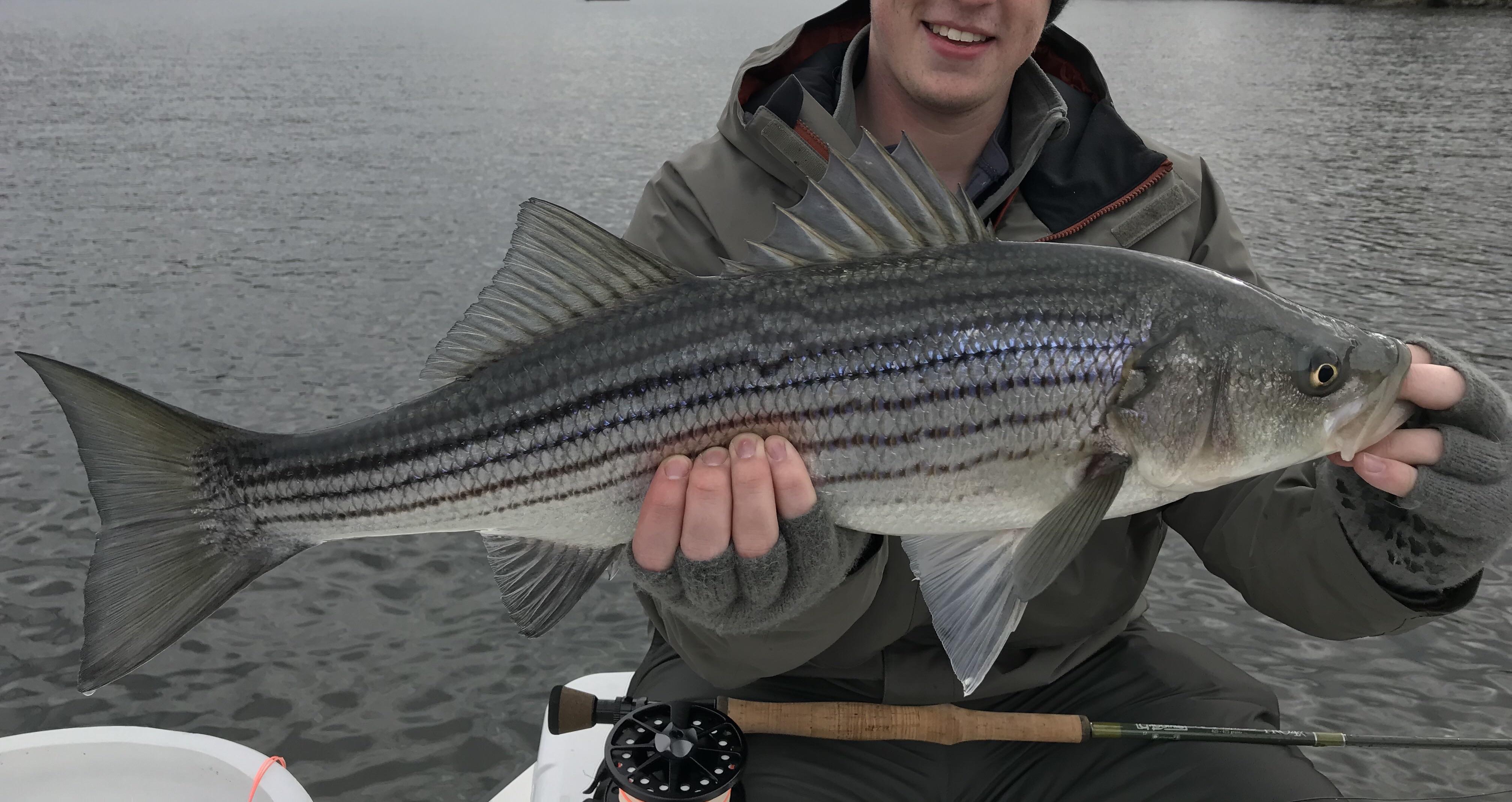 27” Striper I caught on the Housatonic River in CT. 425 grain sinking