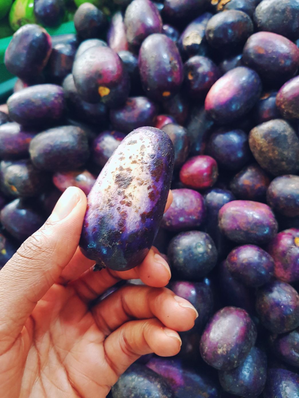 Tropical Fruit Dacryodes Edulis (Atanga/Safou/Ube/Butter Pear r/West