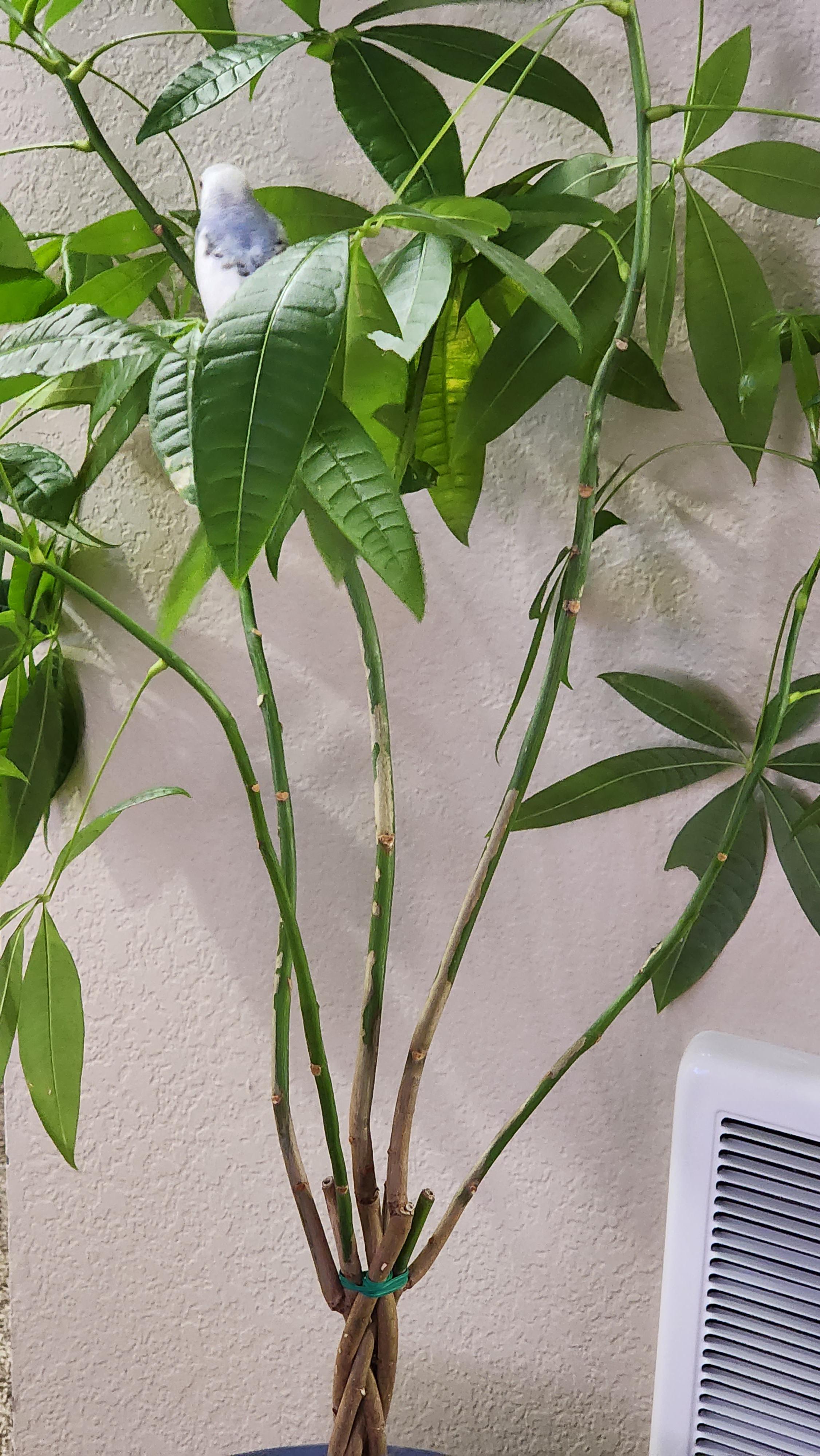 Is this plant safe? r/budgies