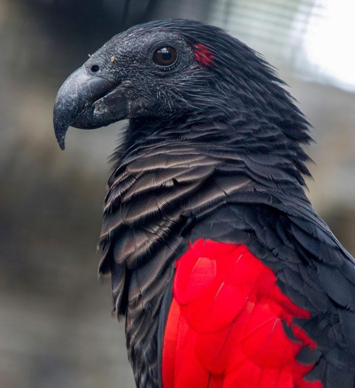 The rare vultureparrot hybrid (Dracula Parrot) only found in New