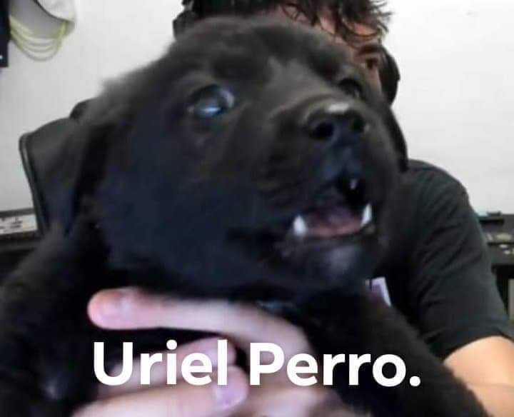 Uriel Perro Xd Maau
