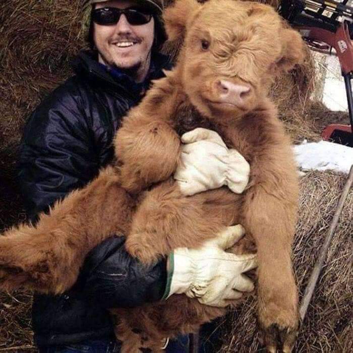 Apparently a farm in North Carolina allows you to cuddle baby Highland