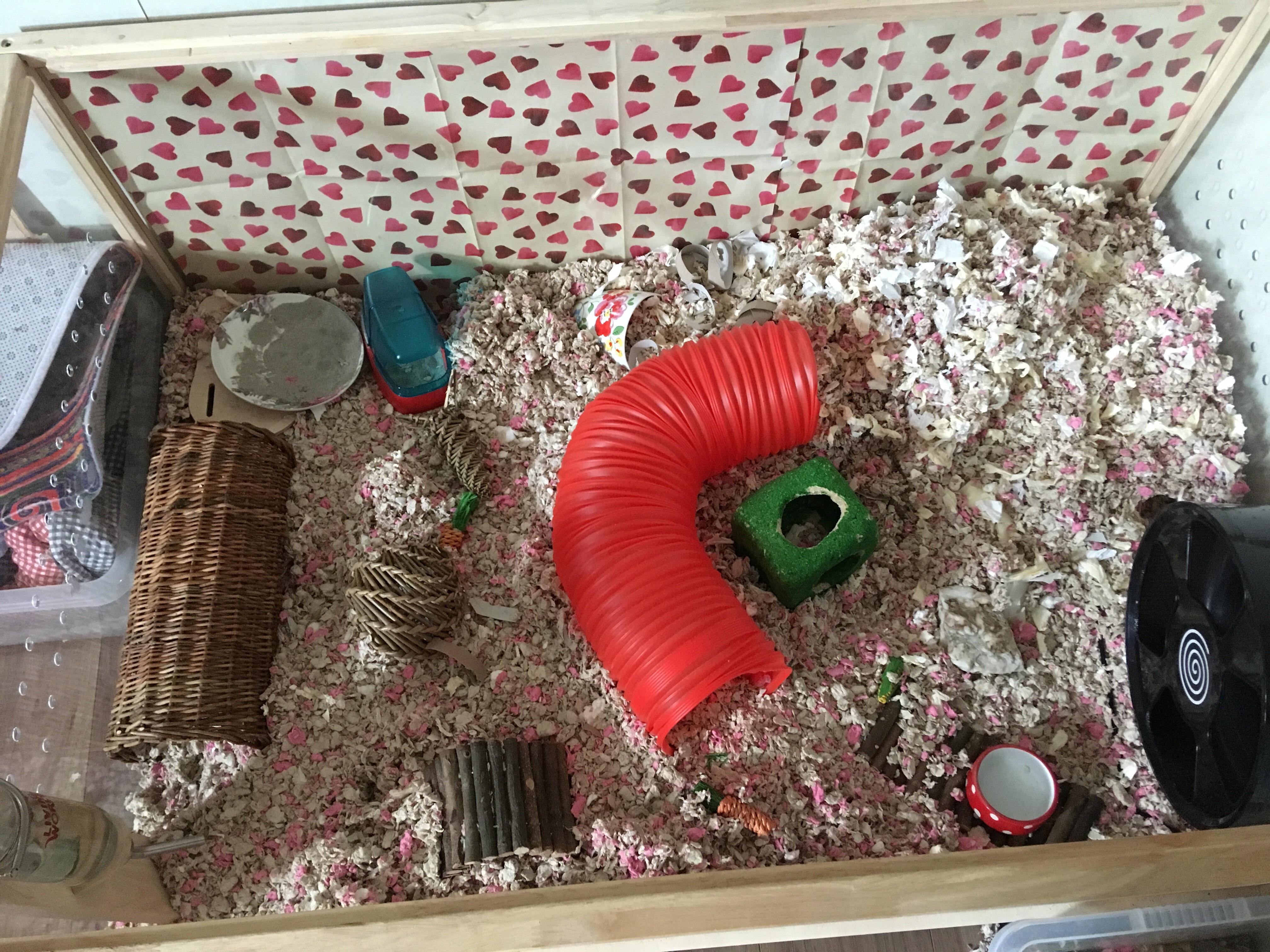 My hamsters cage! Sorry tiretred for this! 😂 r/hamsters
