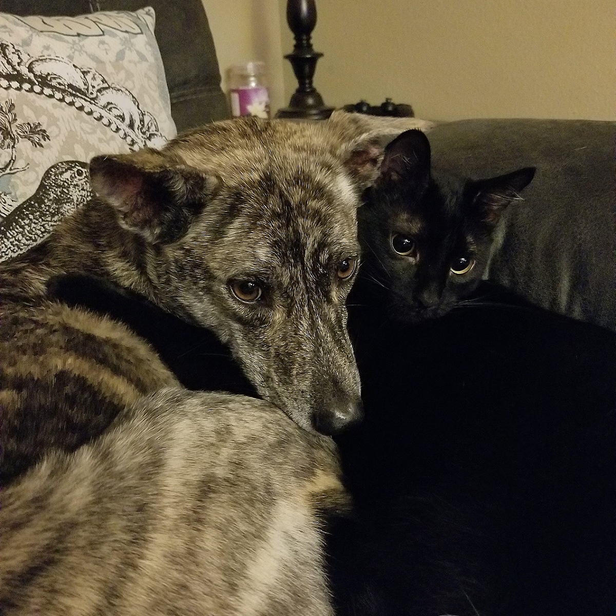 Our oldest cat used to bully them both, they bonded and are now inseparable. r/CatsAndDogsBFF