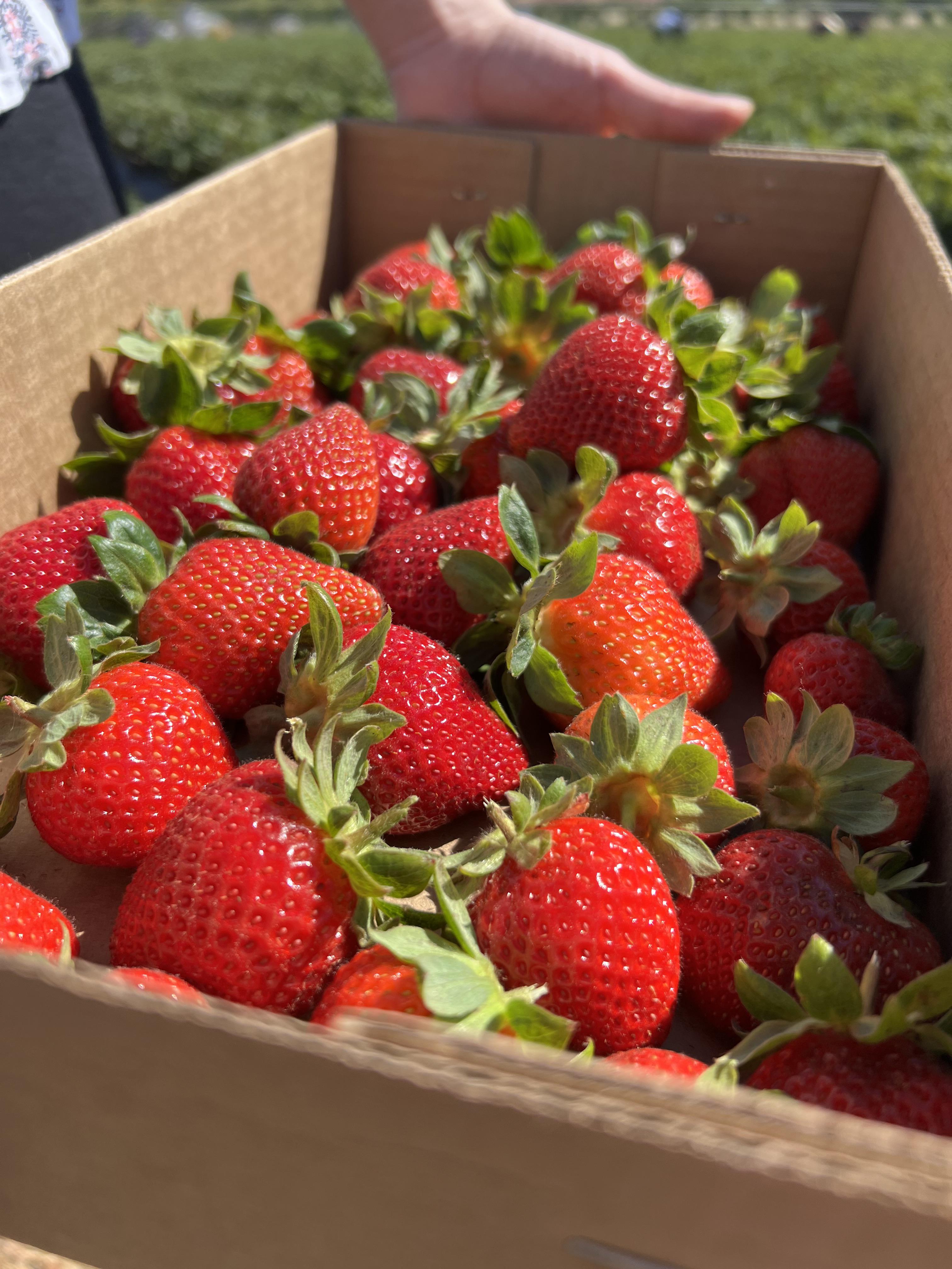 Strawberry season FoodPorn