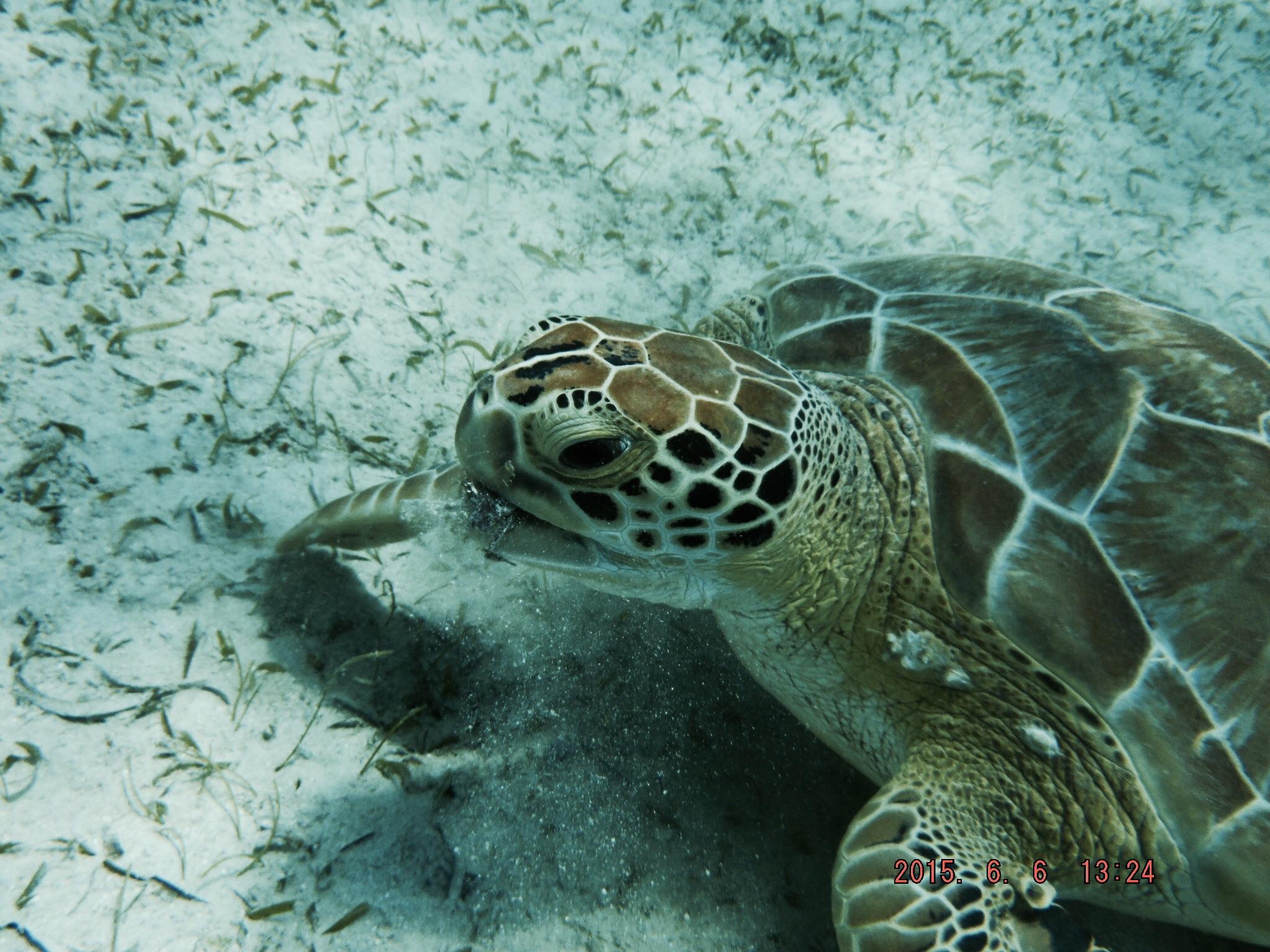 Green Sea Turtle, Culebra, Puerto Rico r/scuba