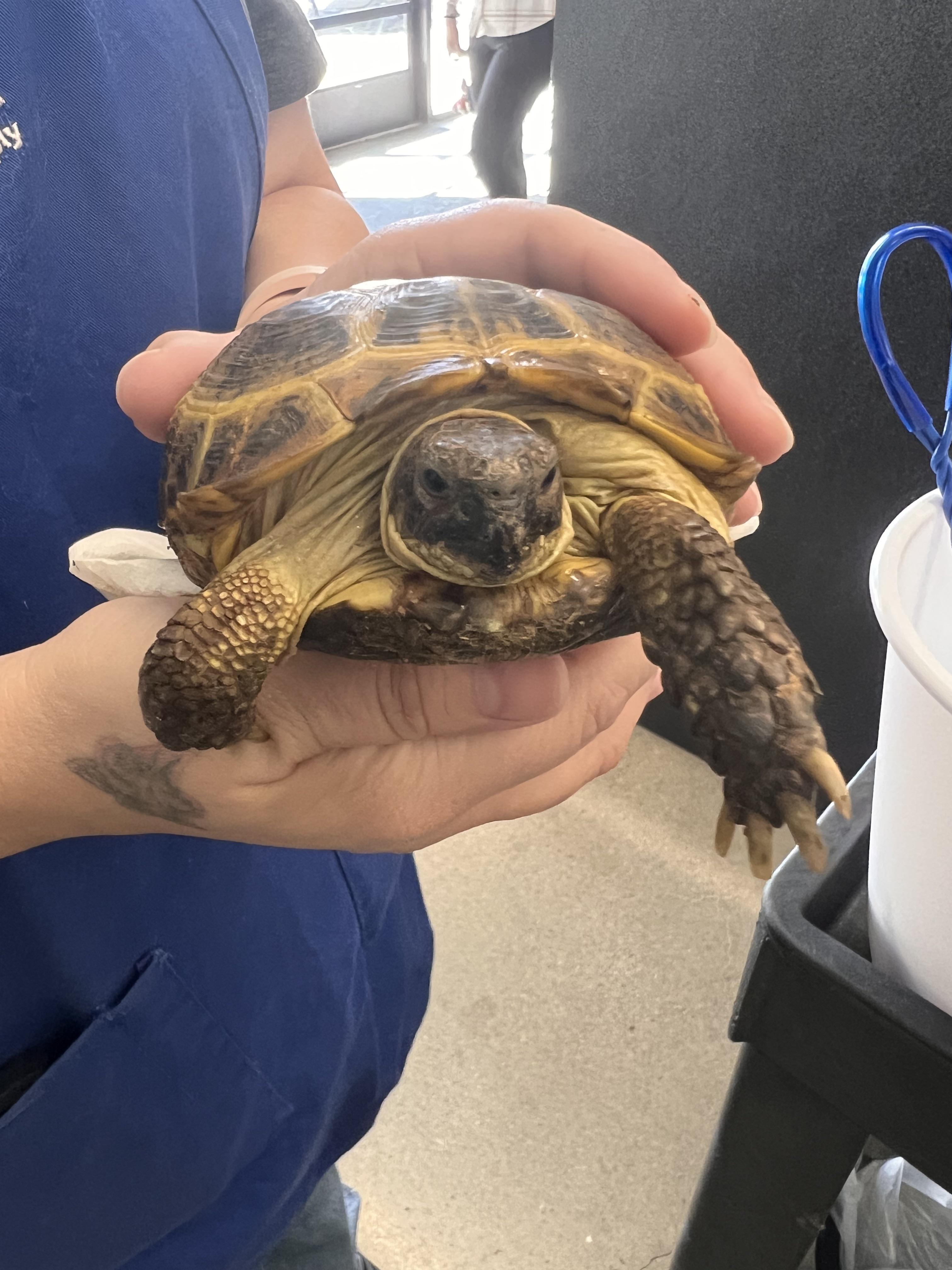 Tortoise not eating r/tortoise