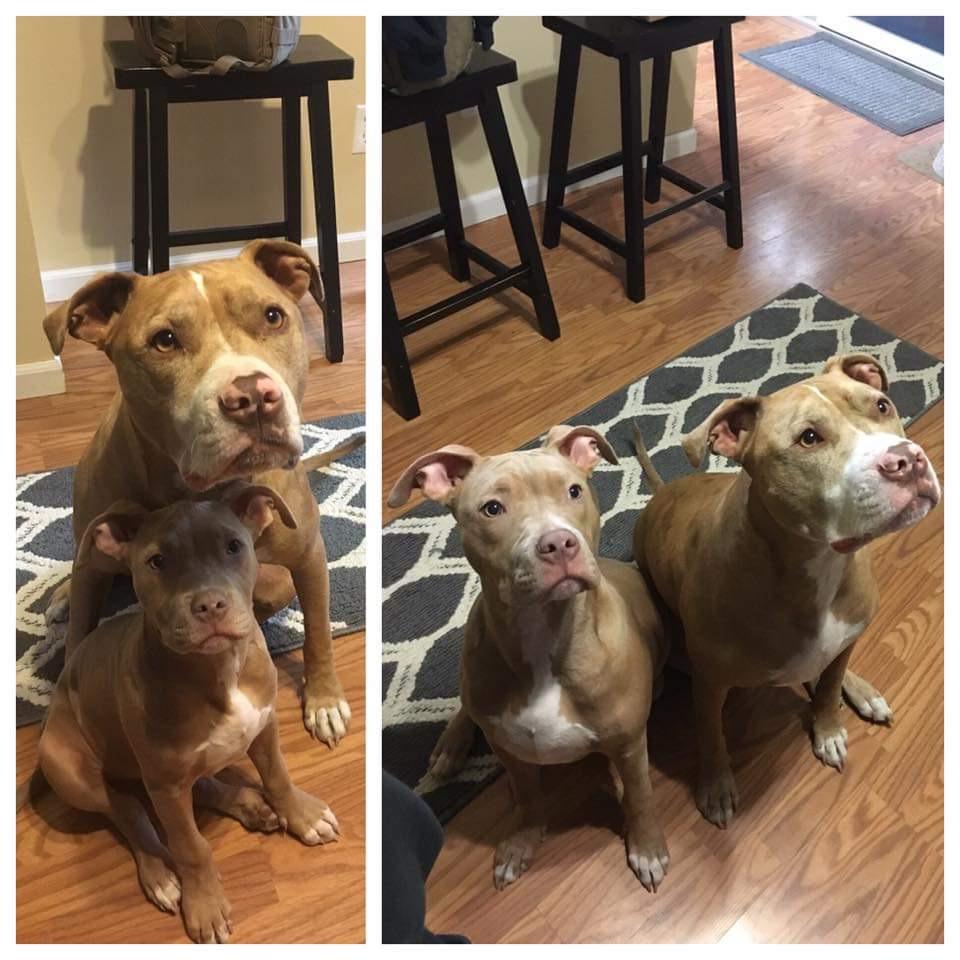 They grow so fast. Barely 3 months between photos. pitbulls