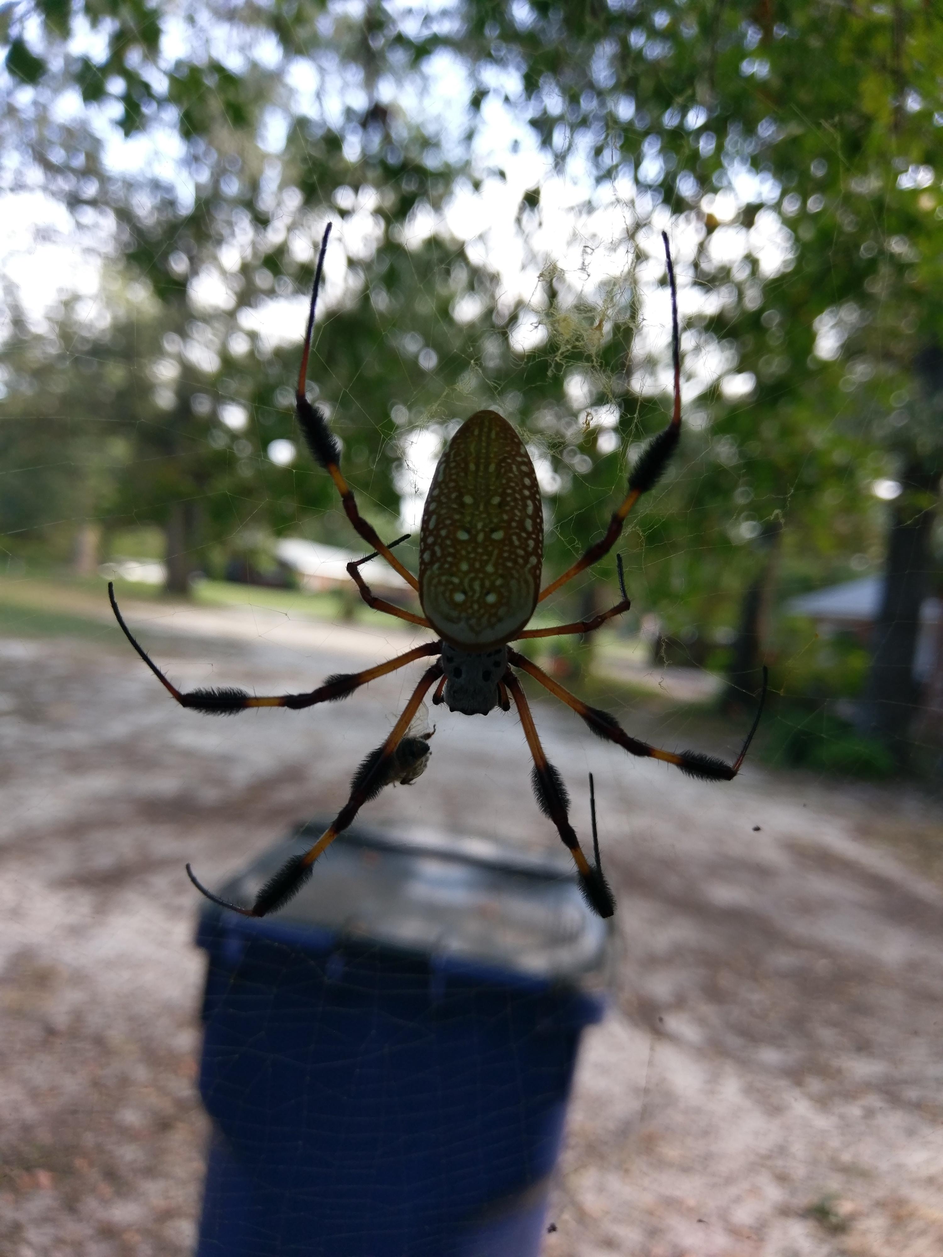 What Is This Beautiful Large Spider in N. r/whatbugisthis