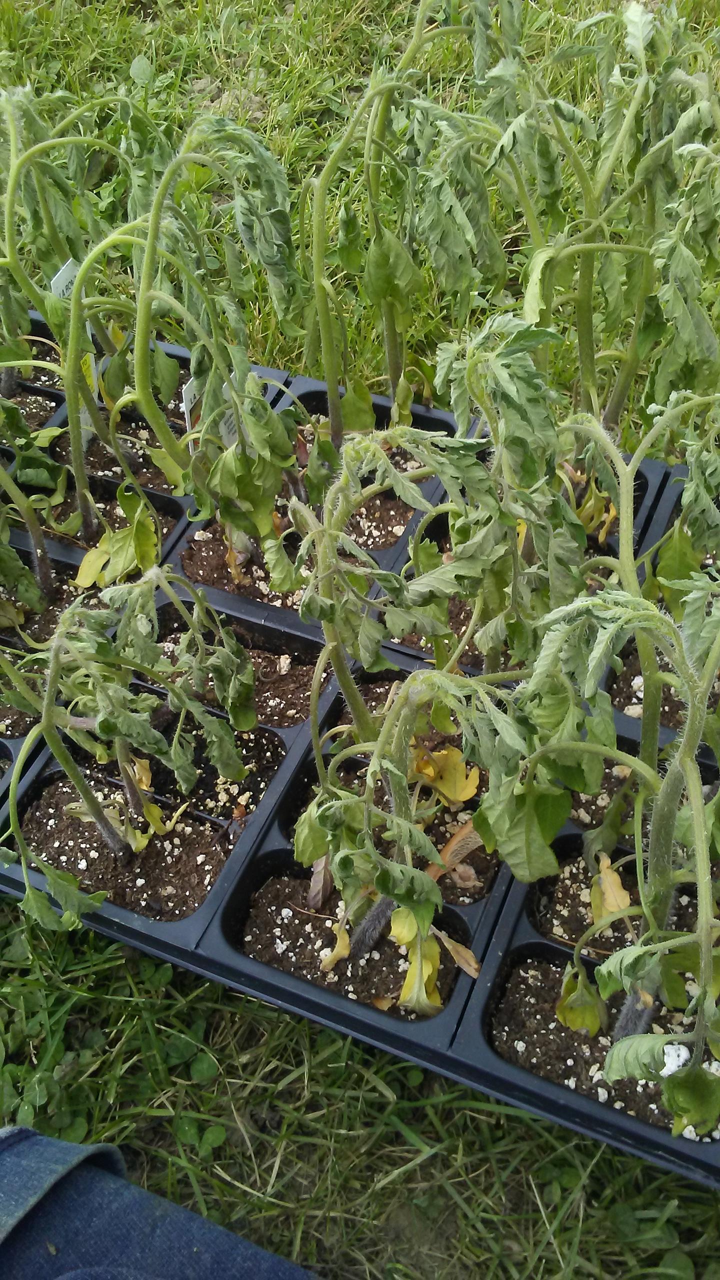 Tomato plants Big Boy and LA Roma. They wilted the other day after a