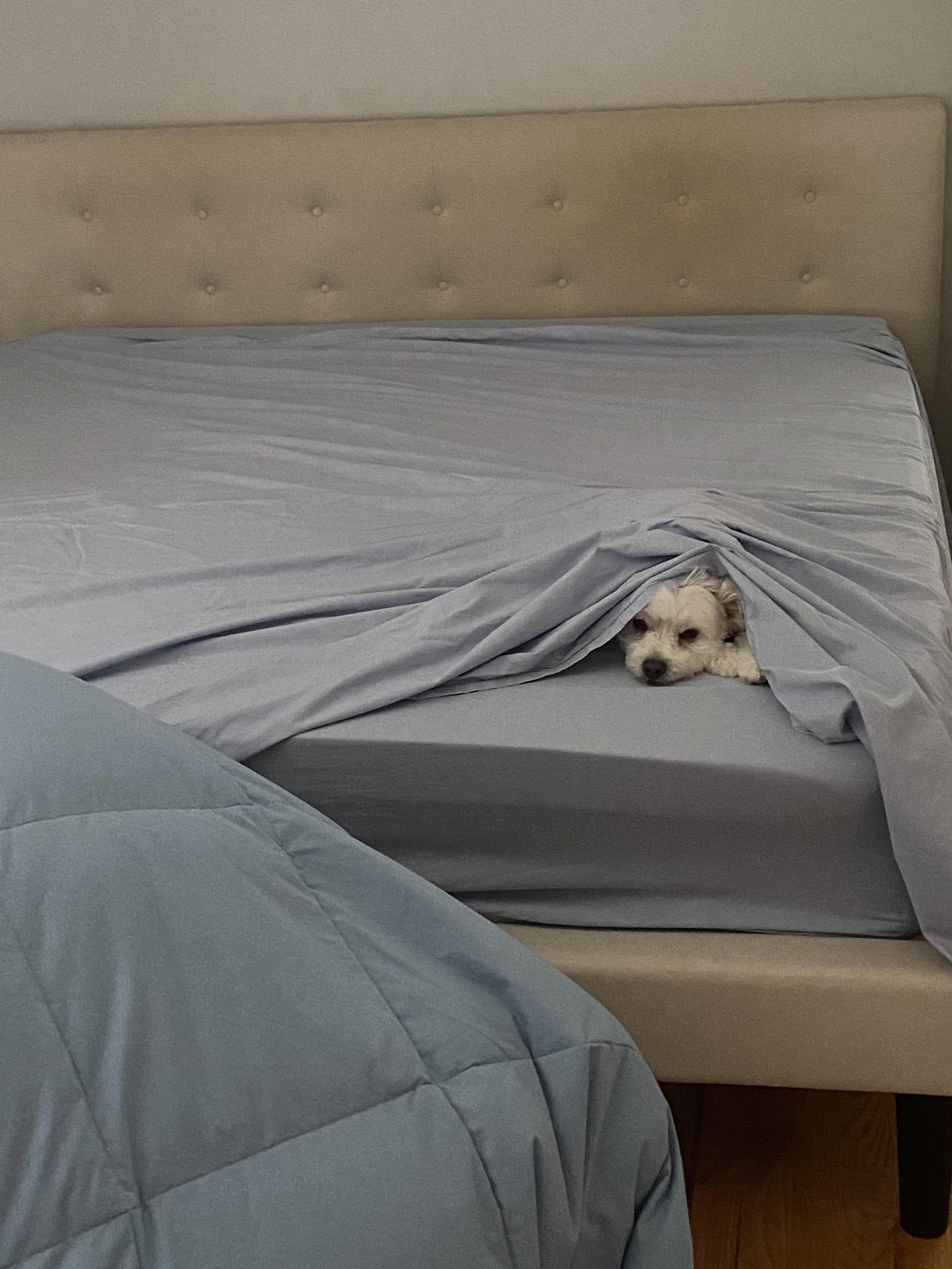 Crisp cool sheets on a hot humid day the perfect escape! r/aww
