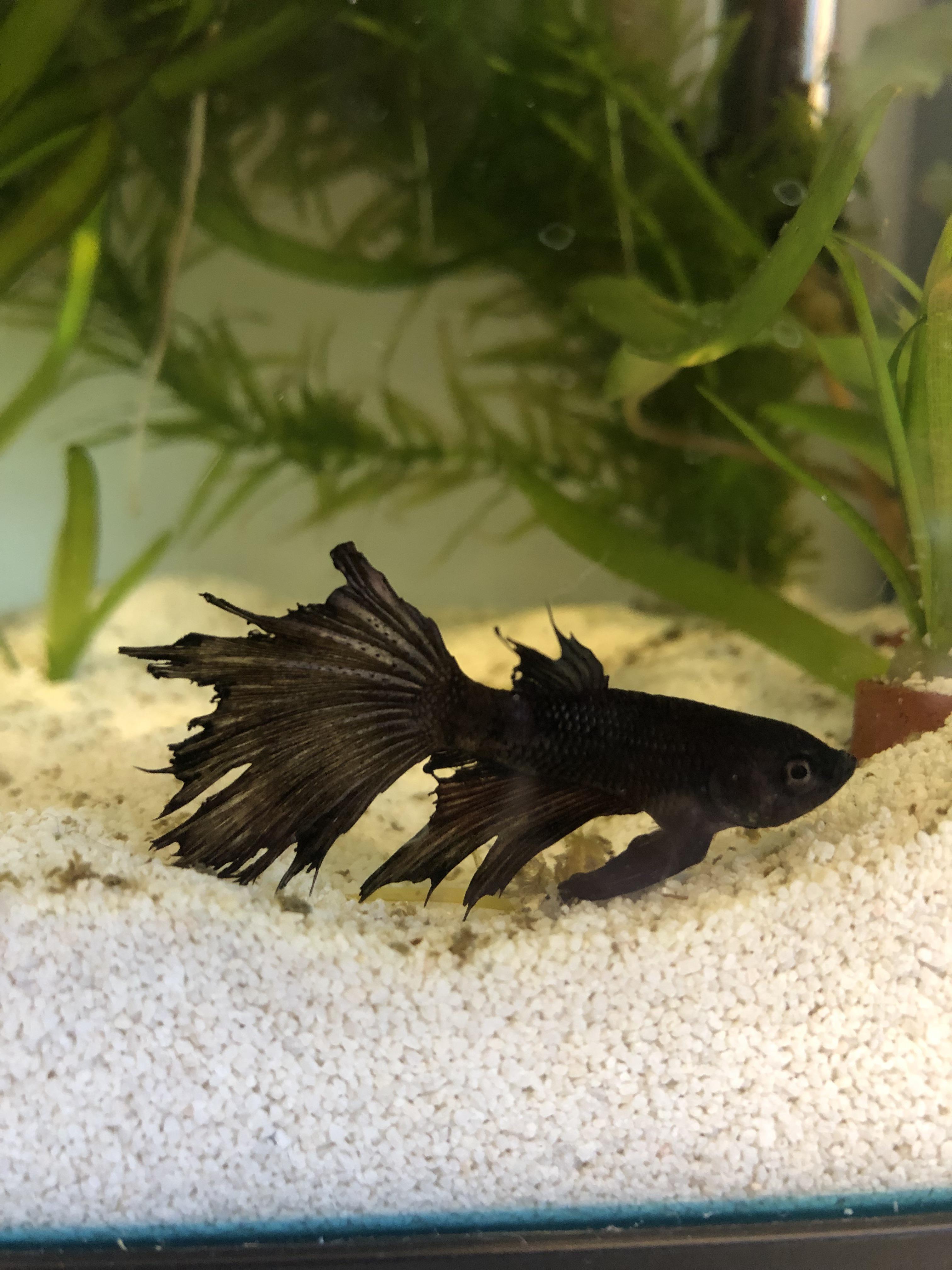 762 best Fin Rot images on Pholder Bettafish, Aquariums and Goldfish