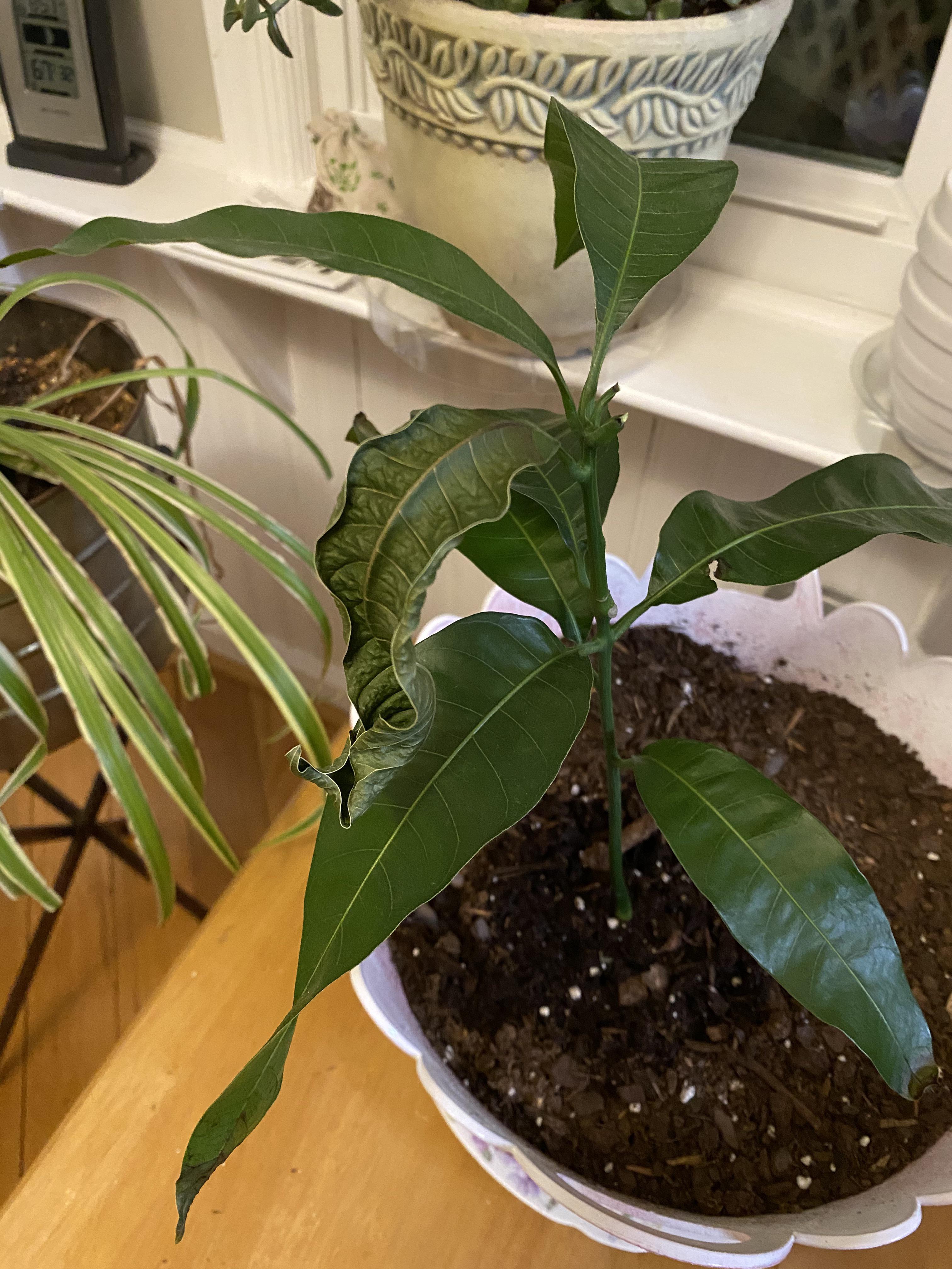 Mango tree is dropping leaves r/plantclinic