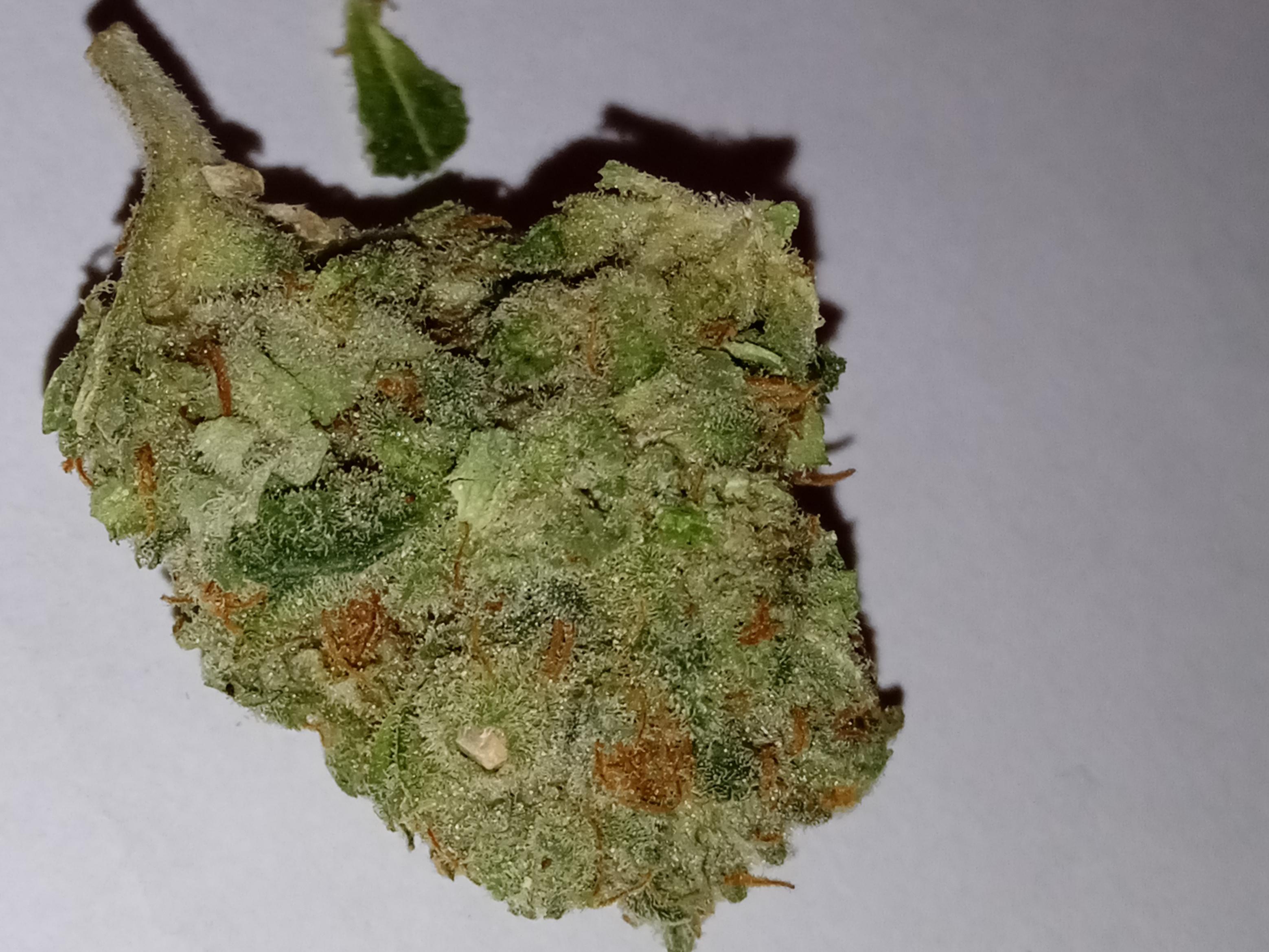 Gorilla Zkittlez r/germantrees