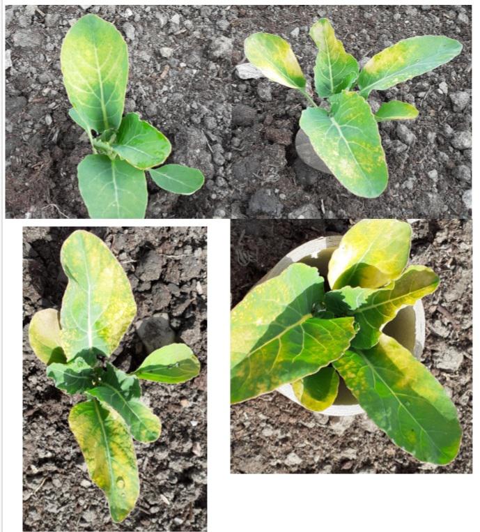 Cauliflower leaves yellowing? r/Allotment
