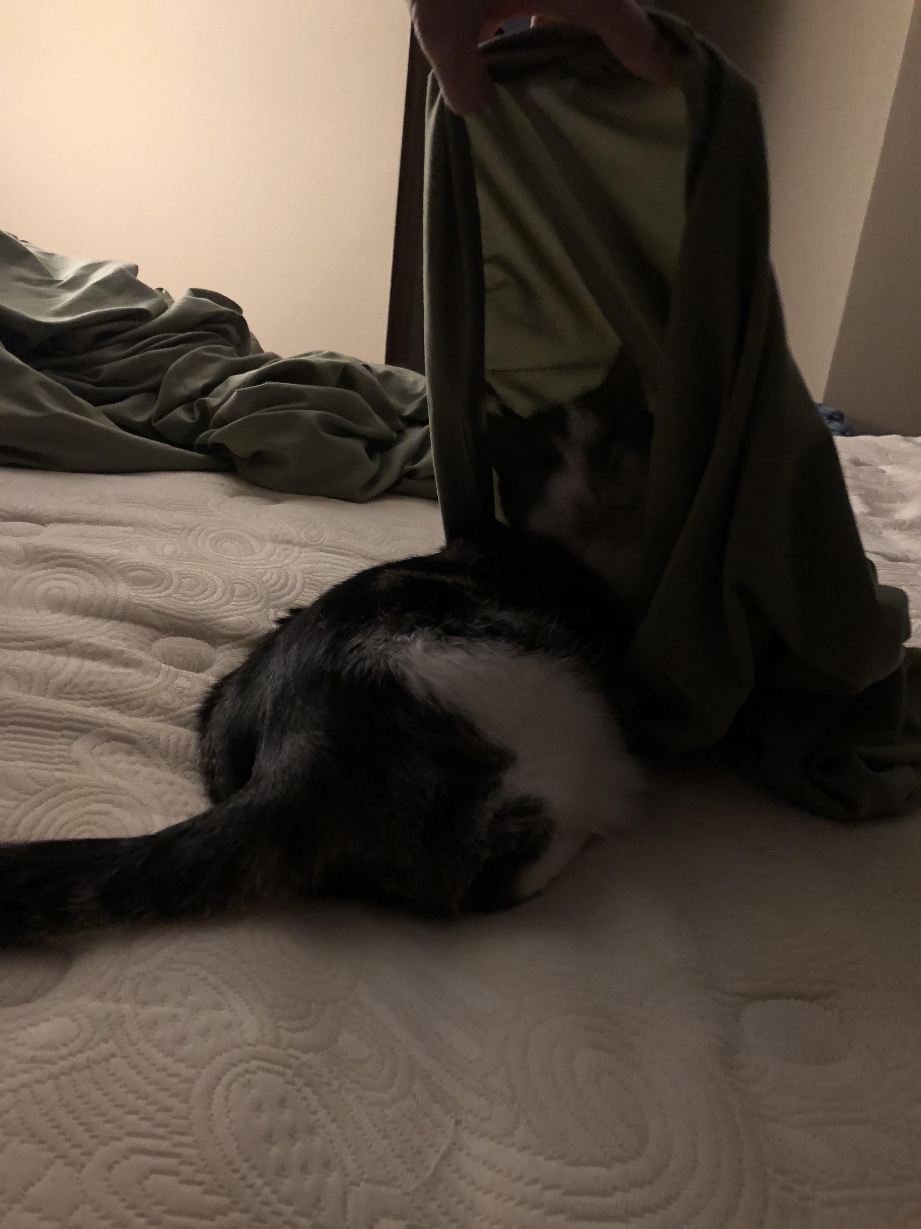 “We got the cat in the bag.” r/Eyebleach