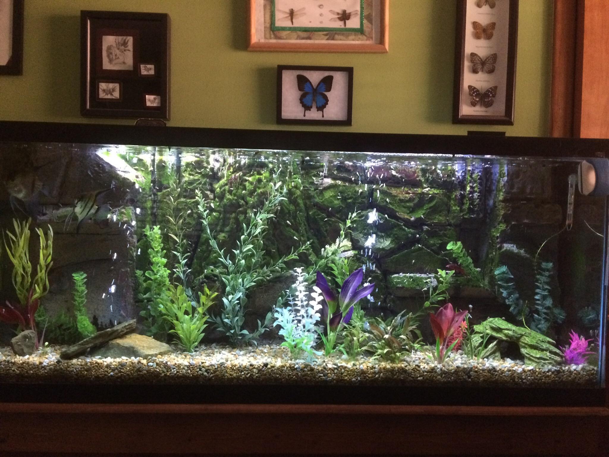 My 55 with homemade background r/Aquariums