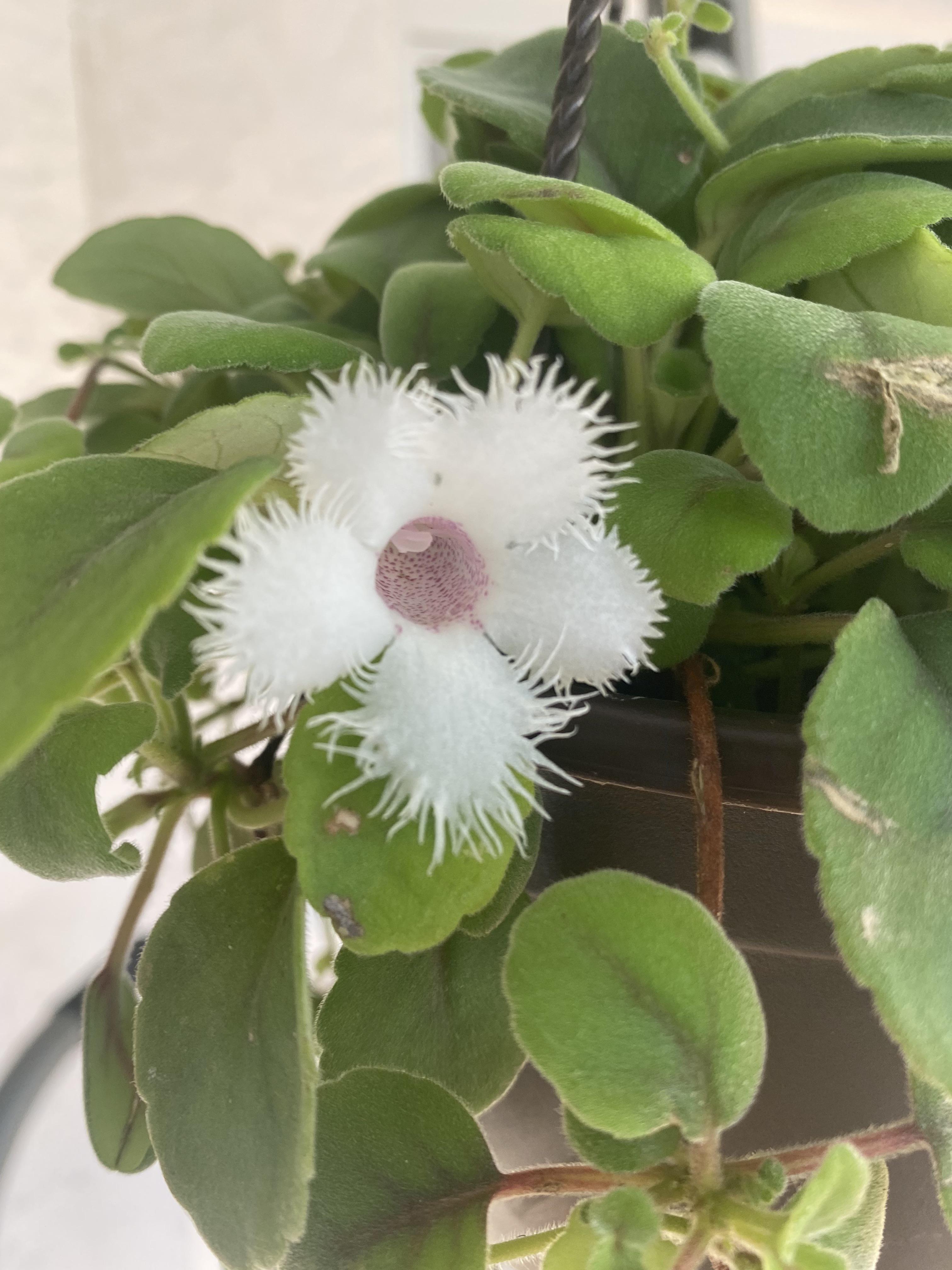 Can anyone ID this begonia? I found it at Home Depot. r/begonias