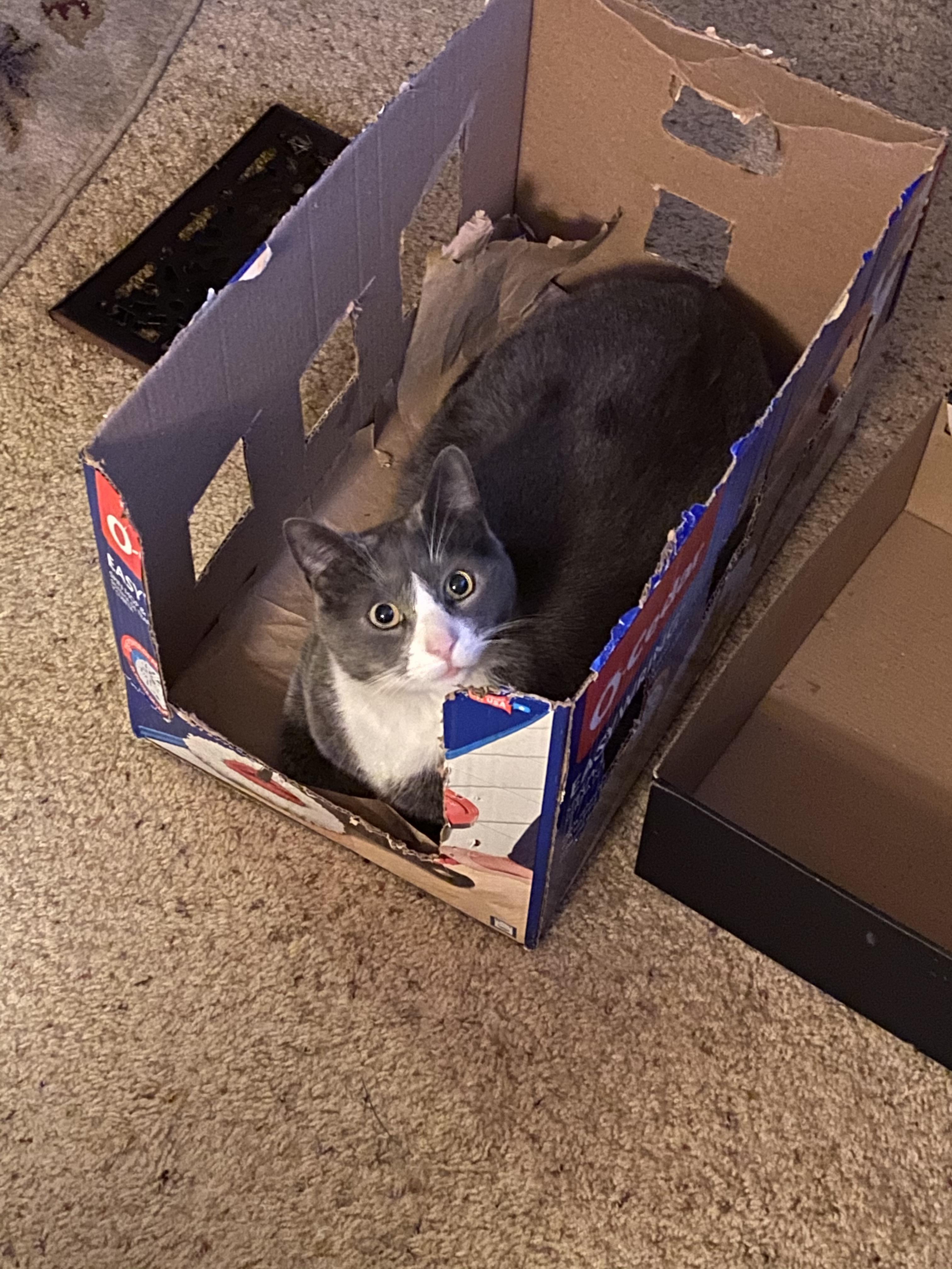 They said “stay inside”. r/cats