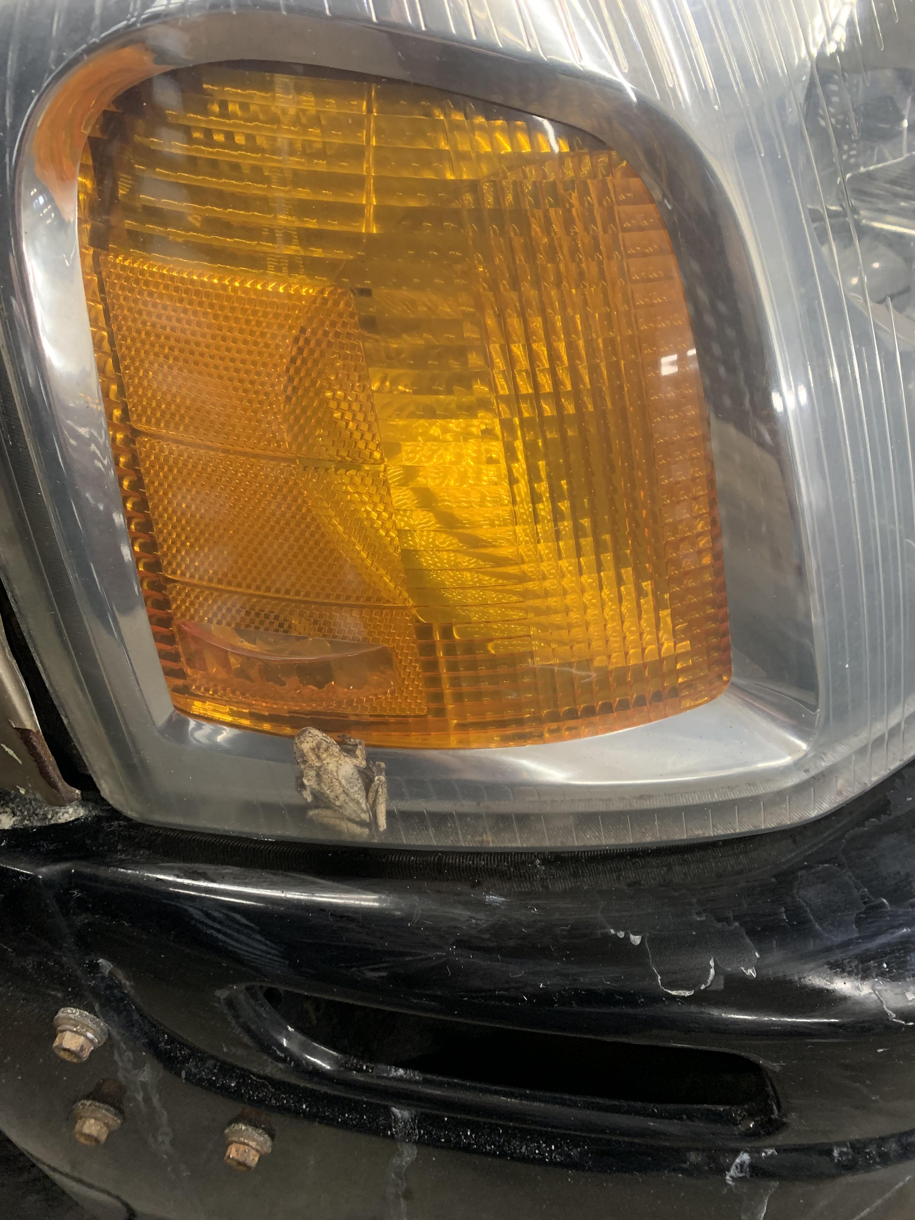 headlight restoration surprise at tle! couldn't see him until the