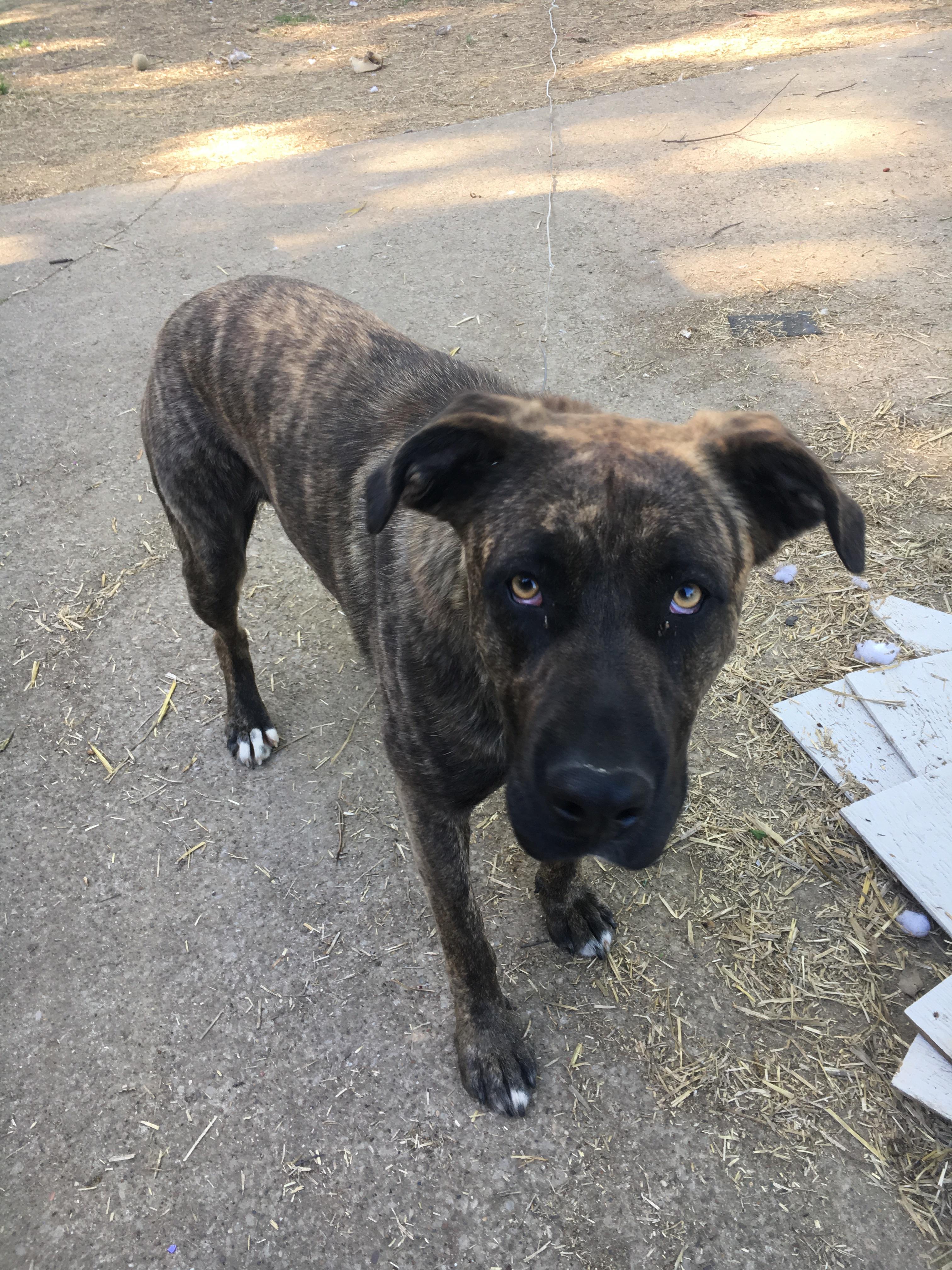 here’s my doggo, his name is Chance. German Shepherd