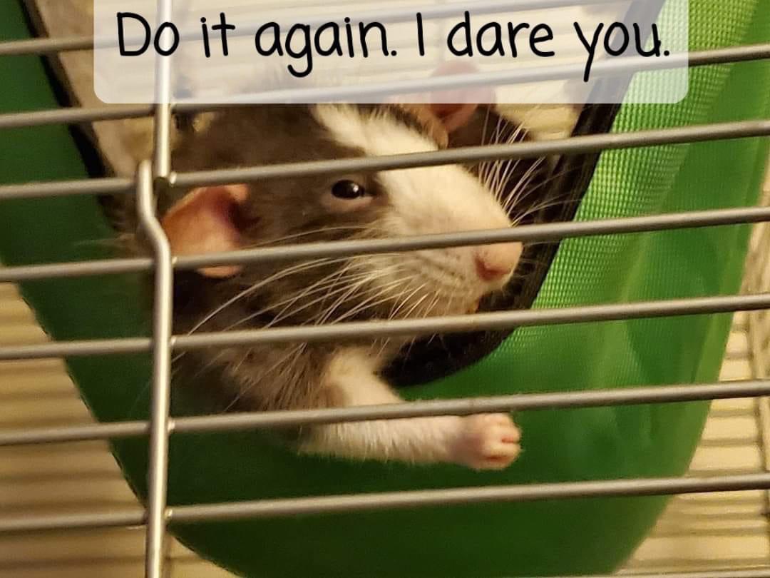 When I accidentally bump into my rat’s cage when he’s sleeping r/RATS