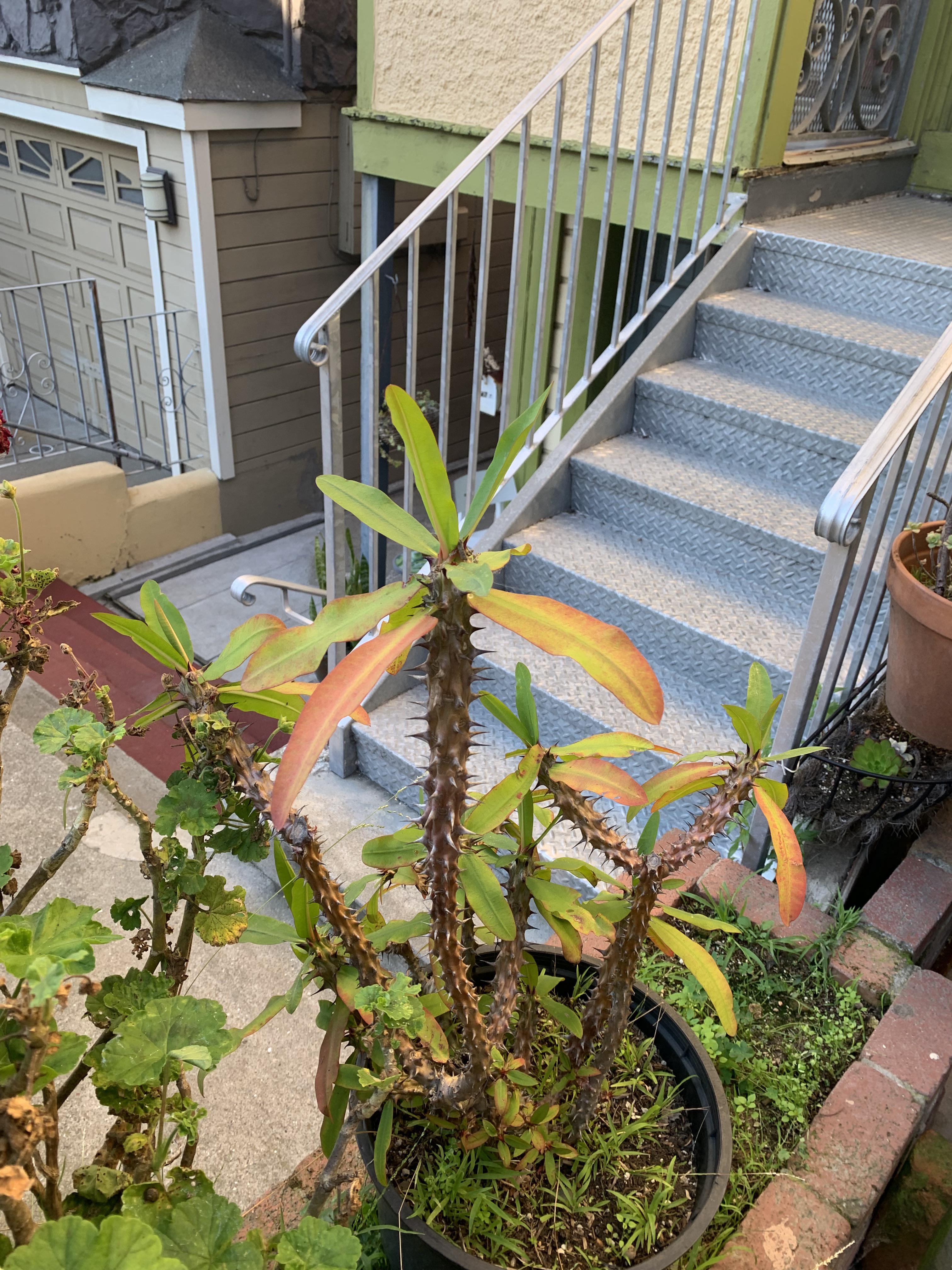 Spiky plant, San Francisco r/whatsthisplant