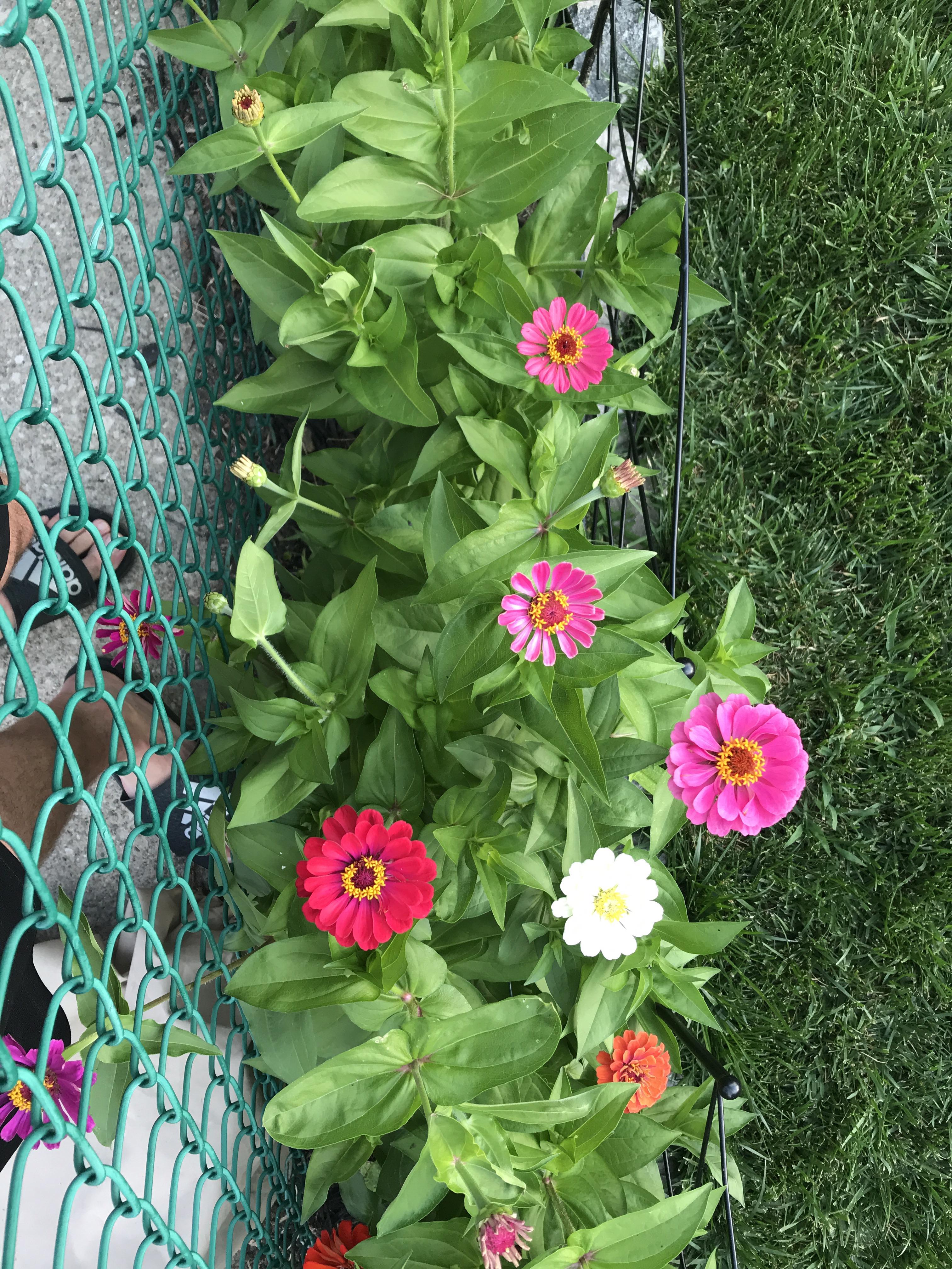 Neighbors flowers r/whatsthisplant