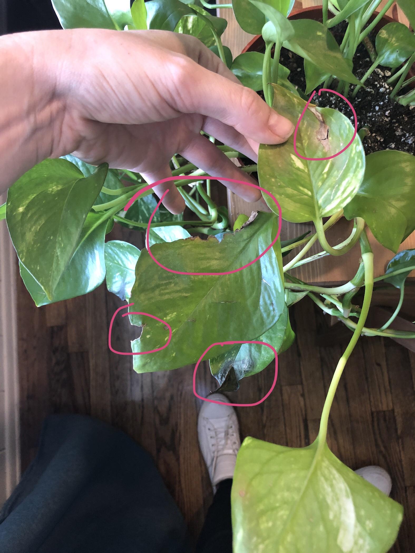 What Causes Brown Spots On Pothos Plants at Norma Gentry blog