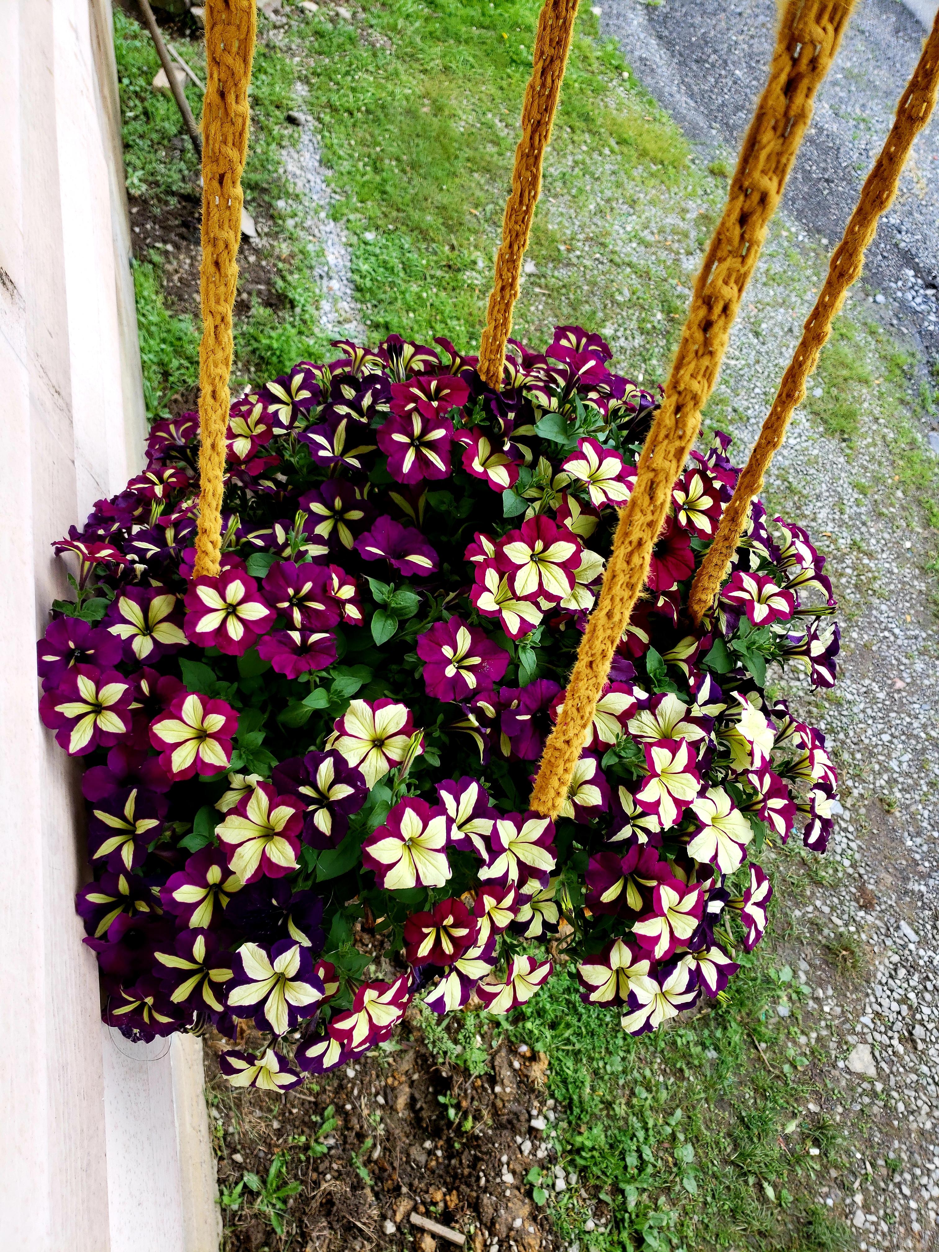 Love this color combo! Water them with fish tank water. Fish poop is