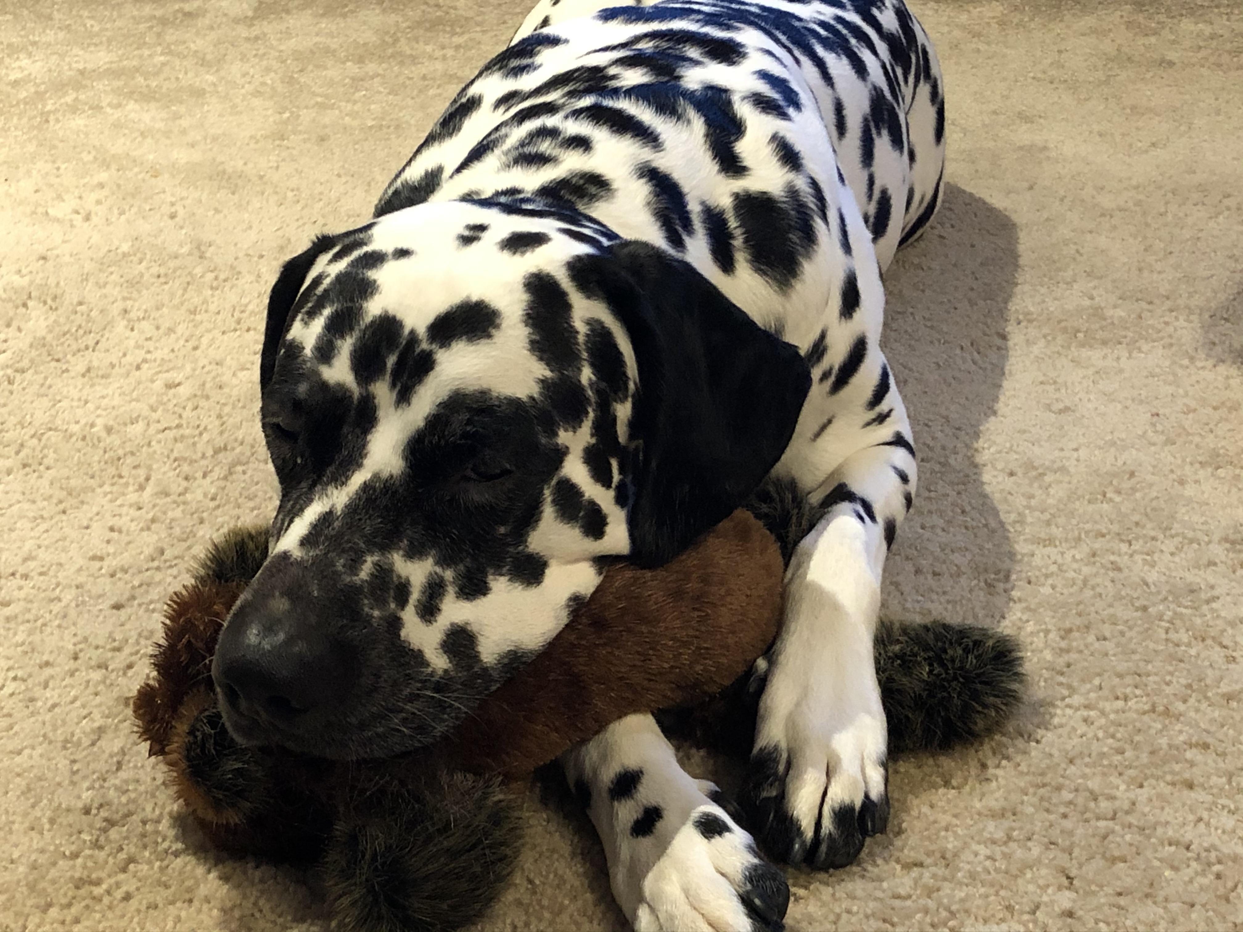 Tired of Quarantine ADM Barker r/dalmatians