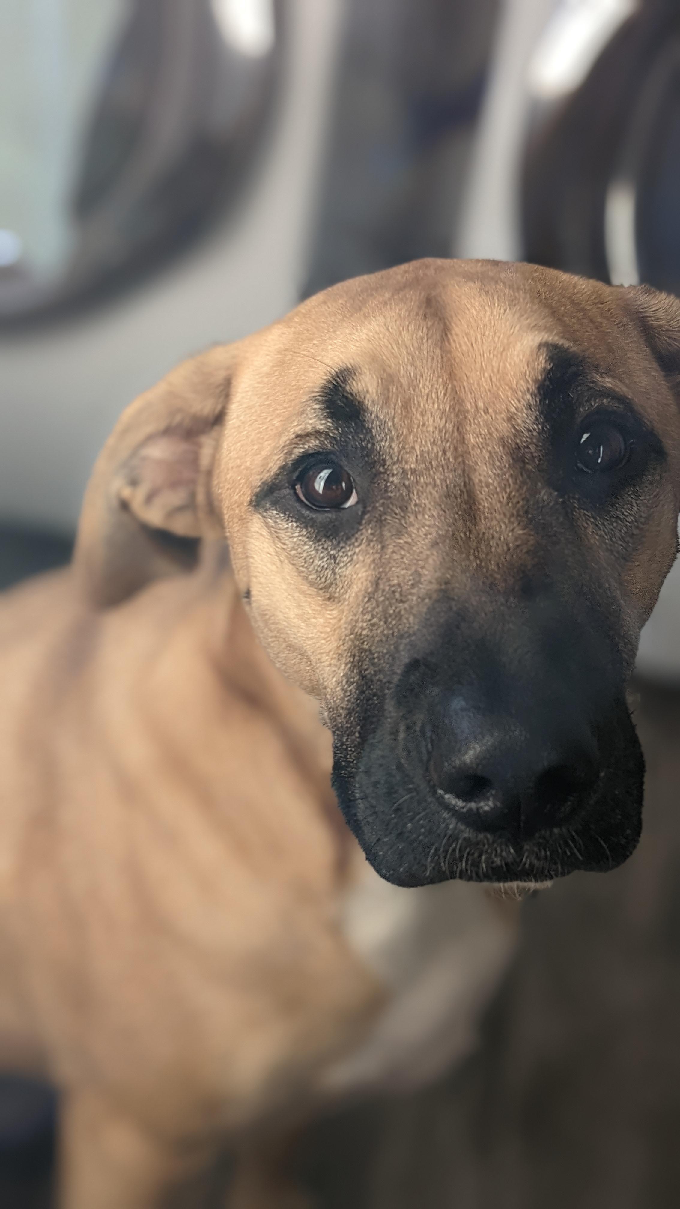 Ronnie and her goblin ears r/rarepuppers