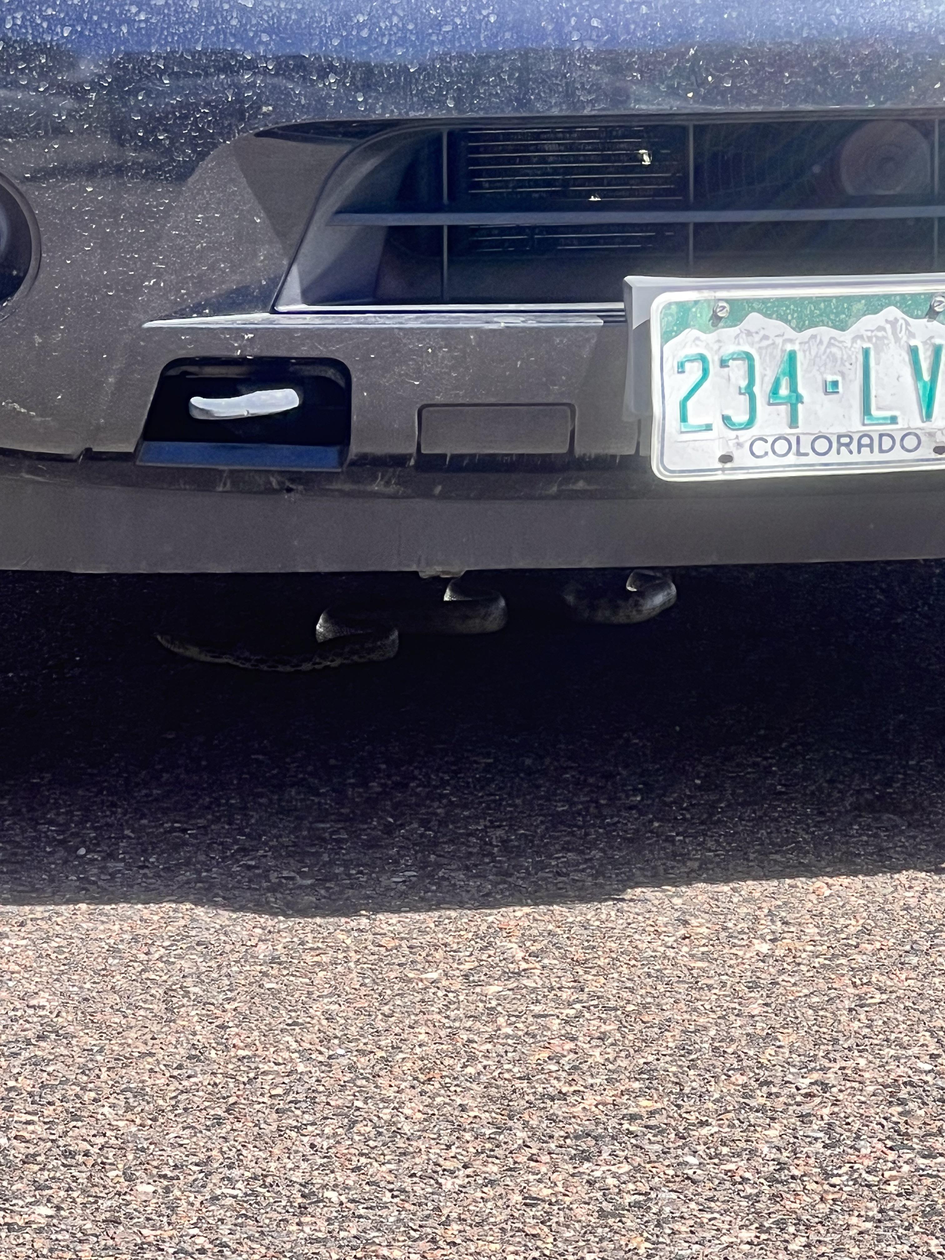 Snake climbing into car (Colorado) r/snakes