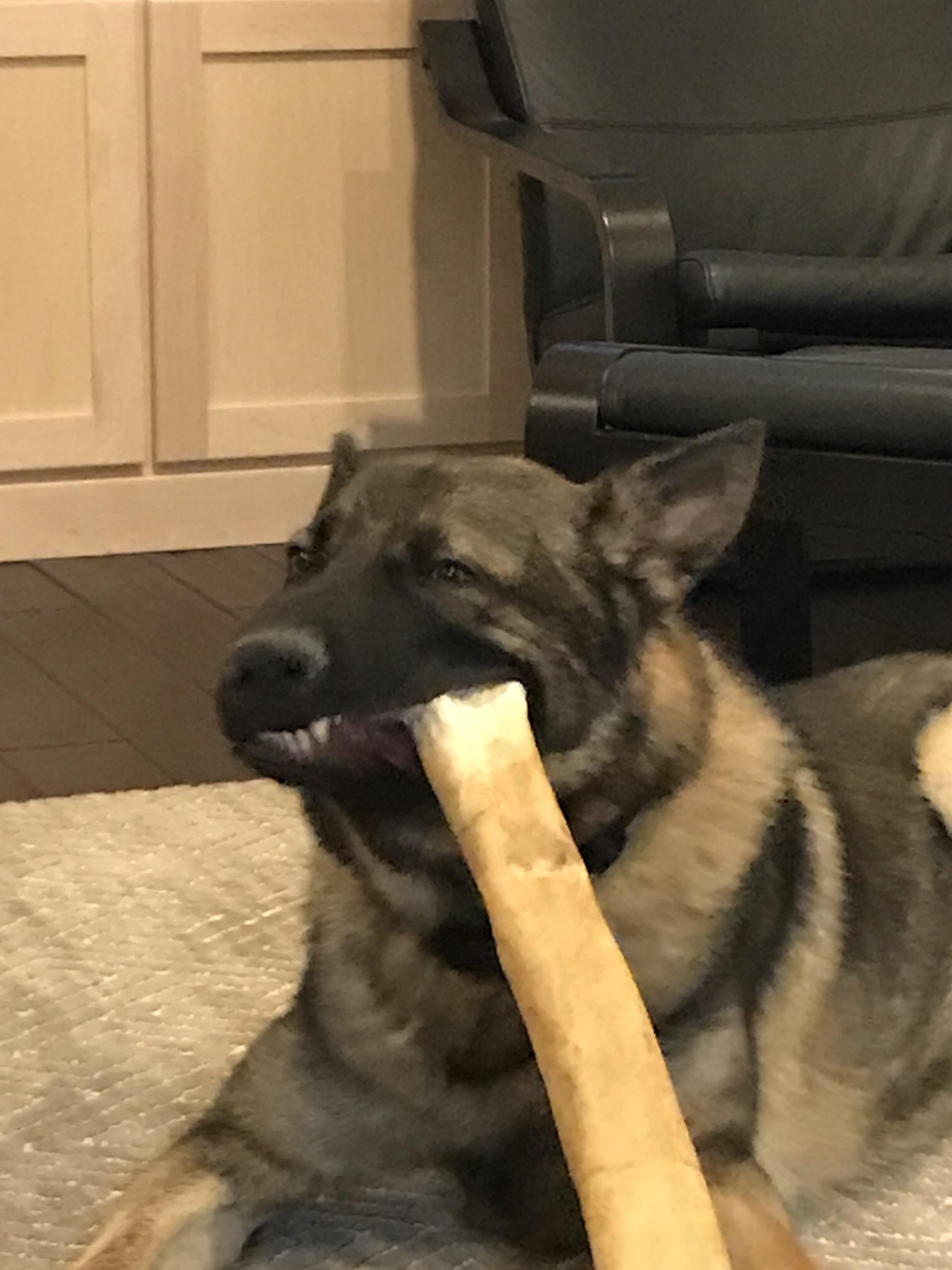 He got too tired from chewing his bone so he rested his face on it. r