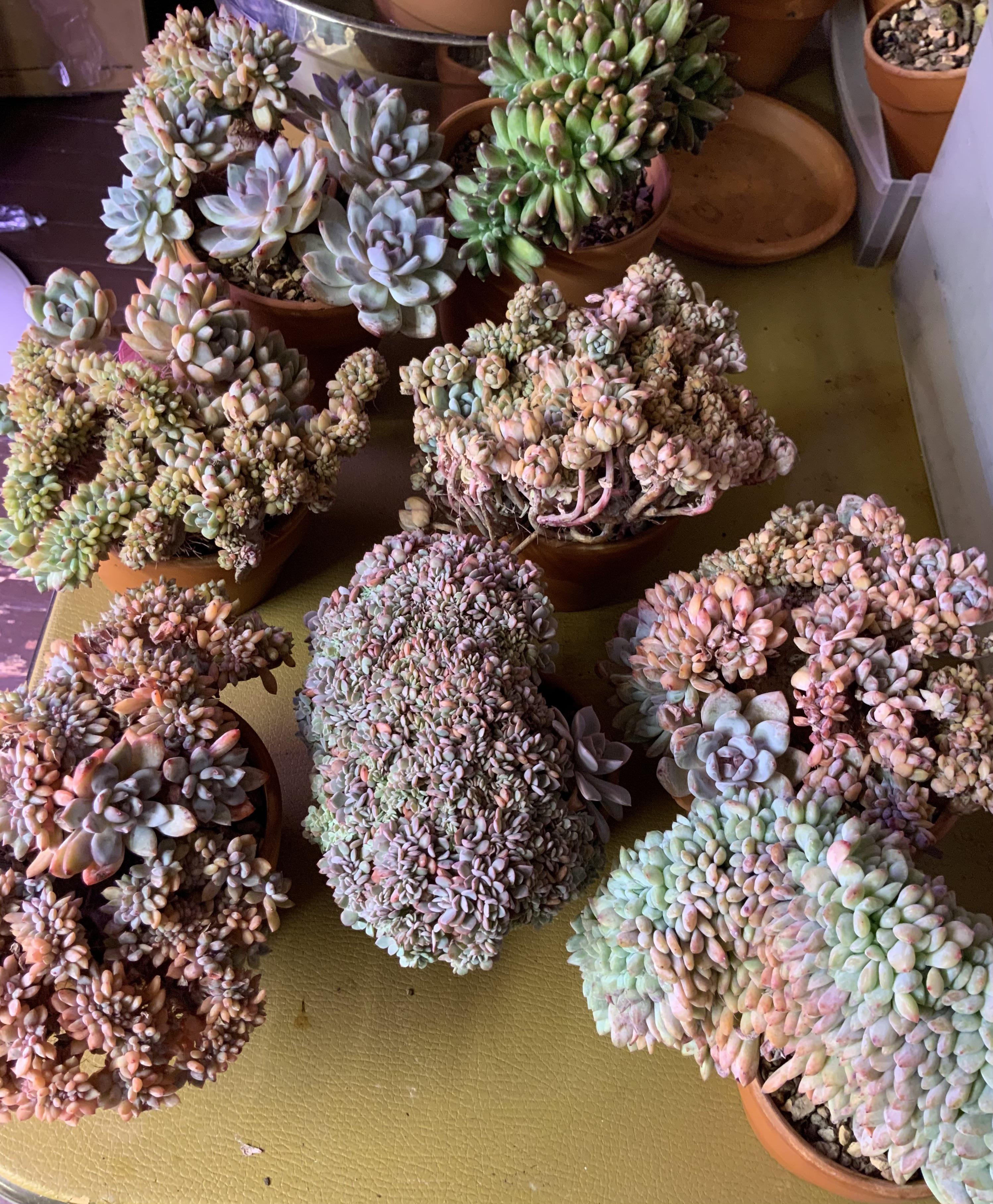 Saw this on Facebook. Supposedly the biggest cluster of Peyote ever